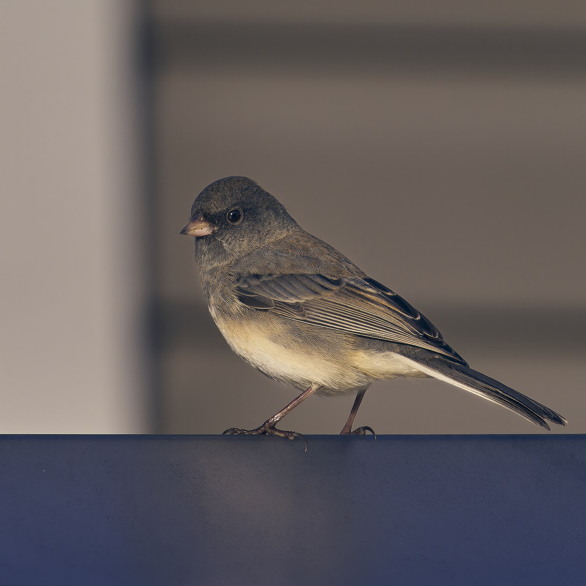 Dark-eyed Junco