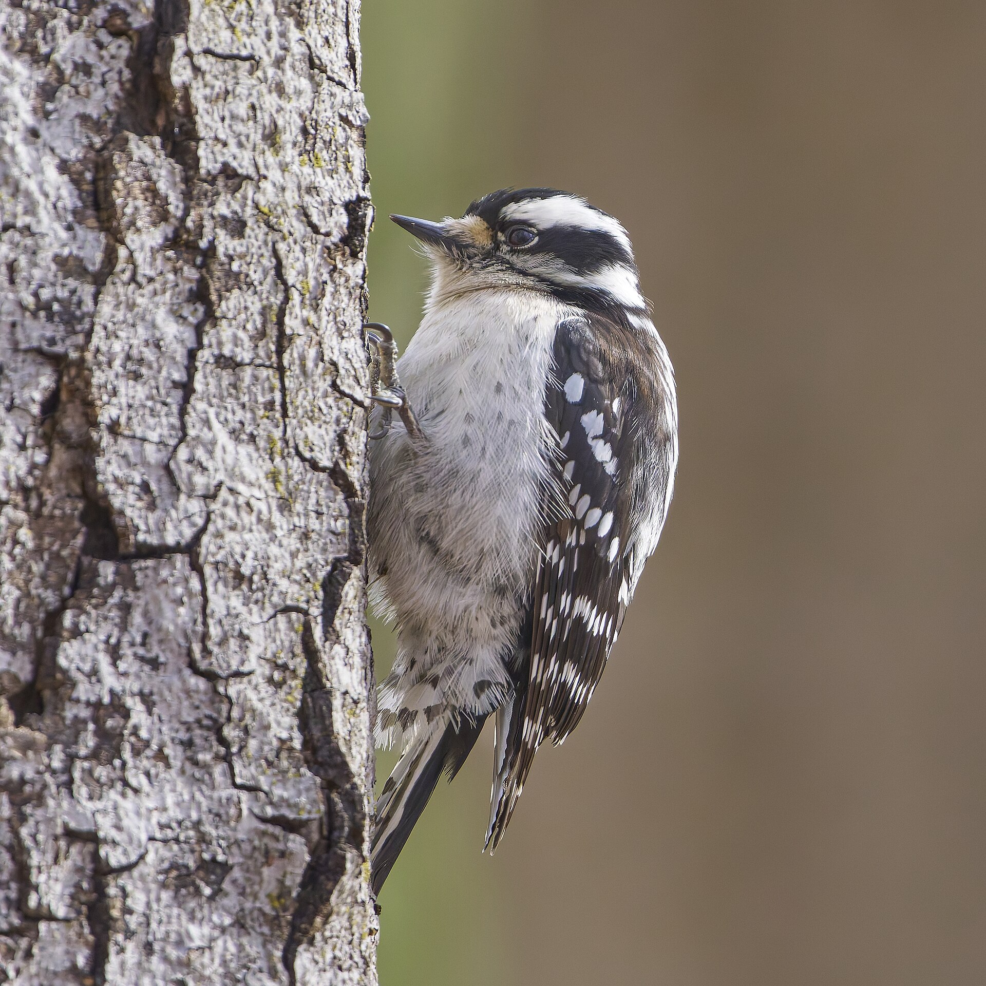 Downy Woodpecker