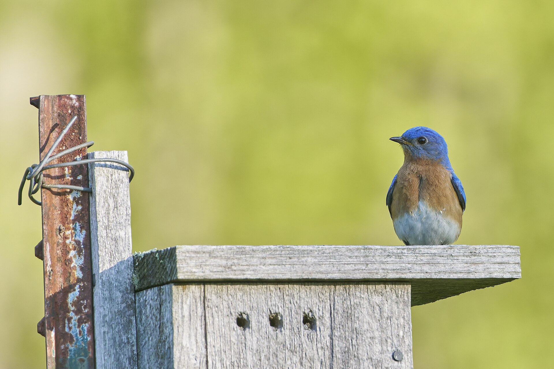 Eastern Bluebird