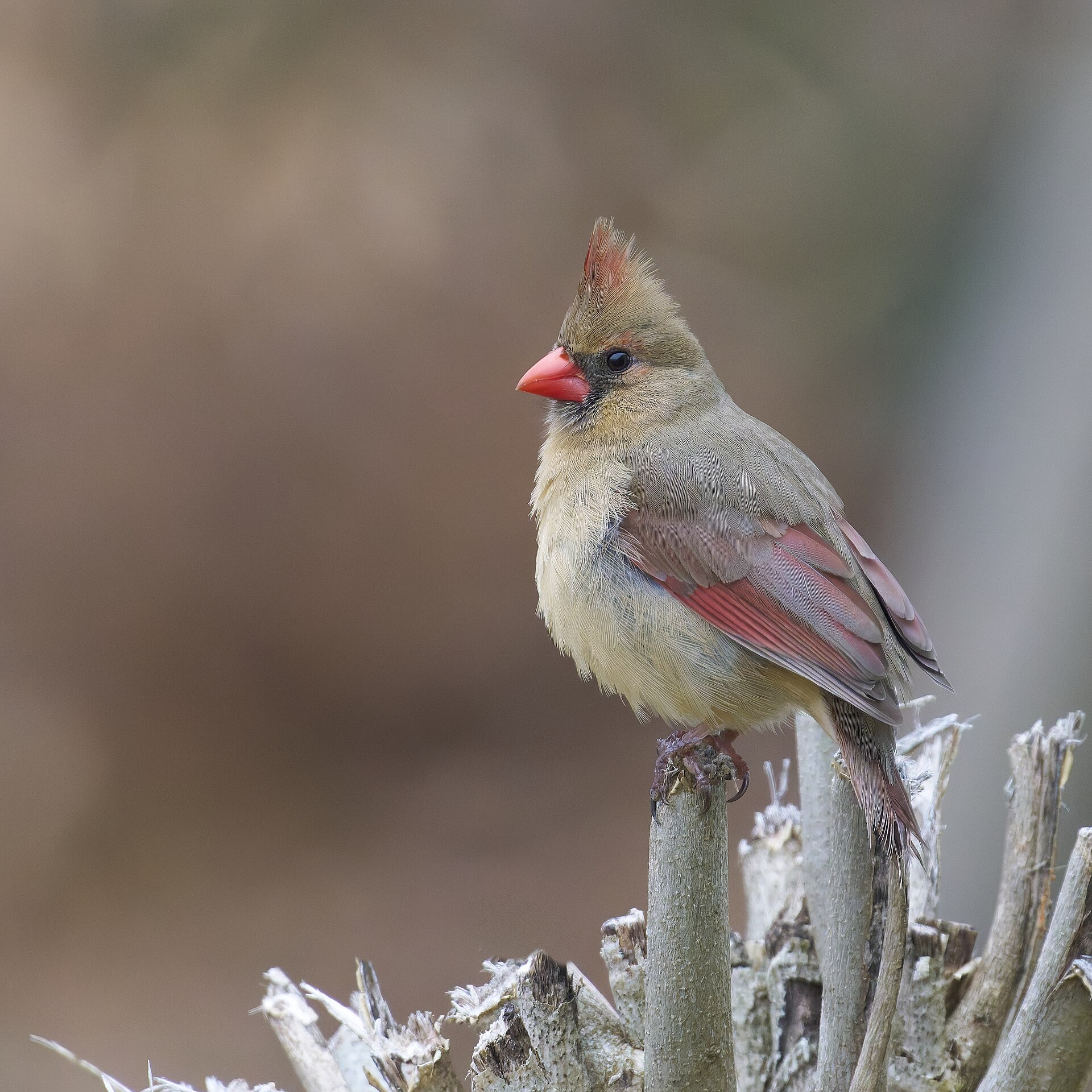 Northern Cardinal