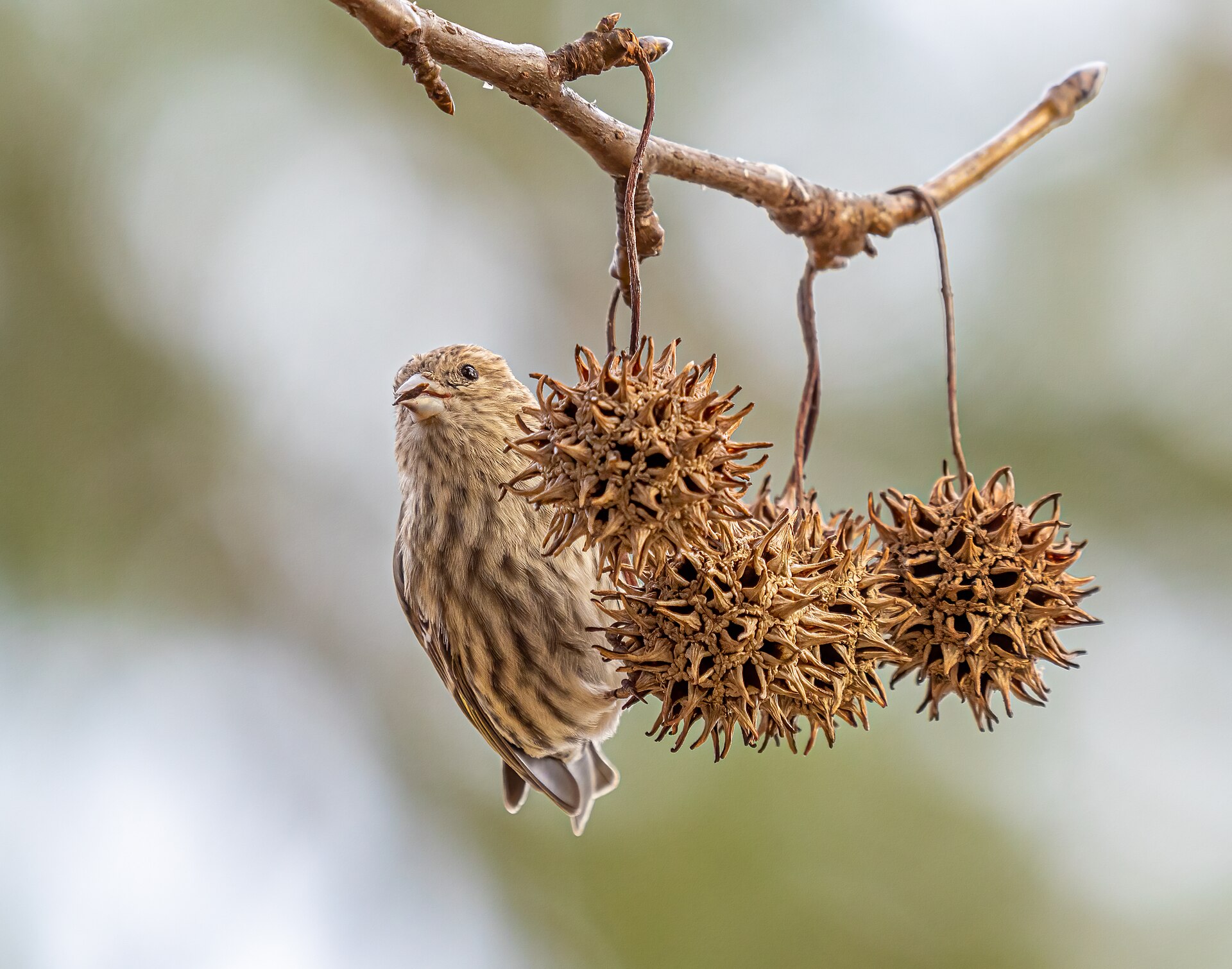 Pine Siskin