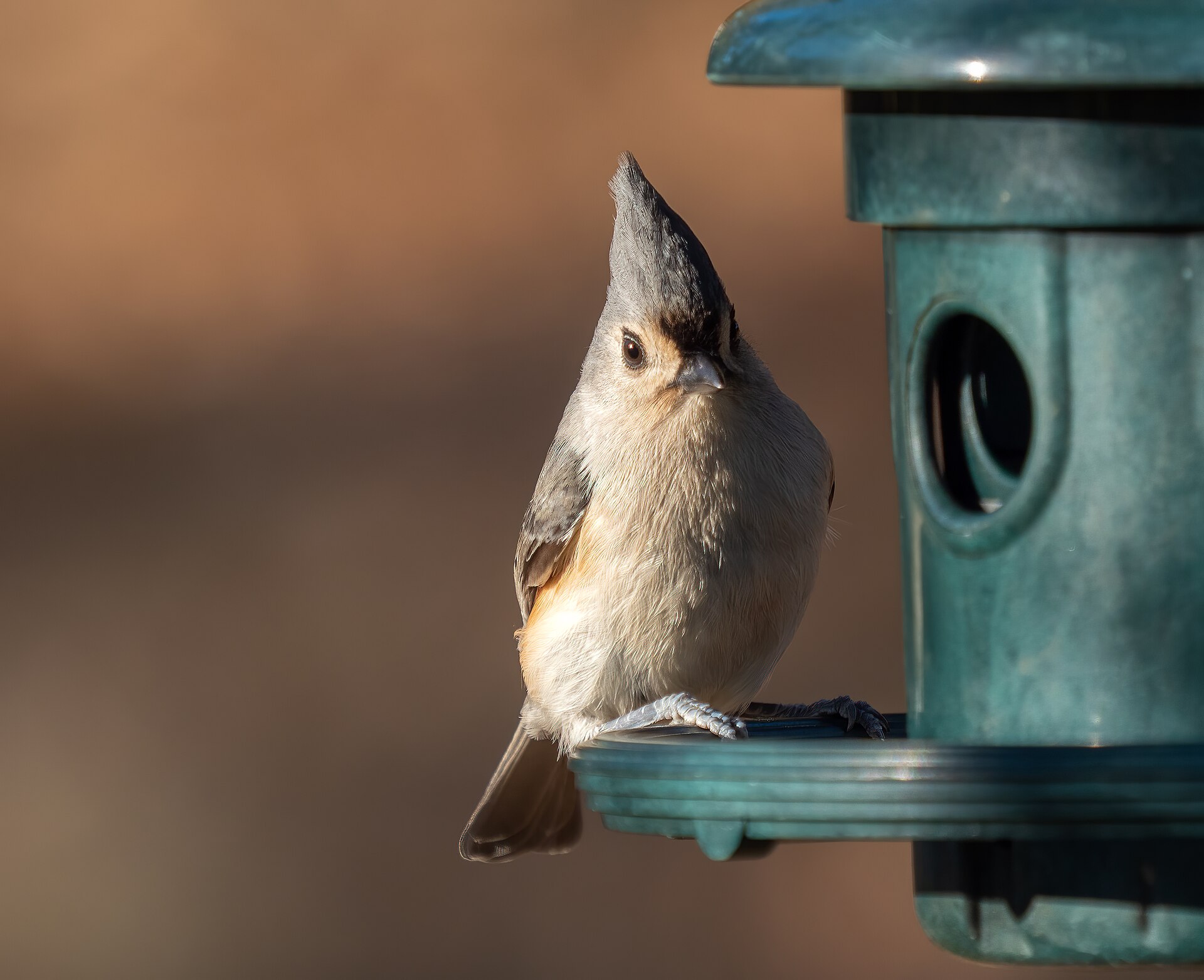 Tufted Titmouse