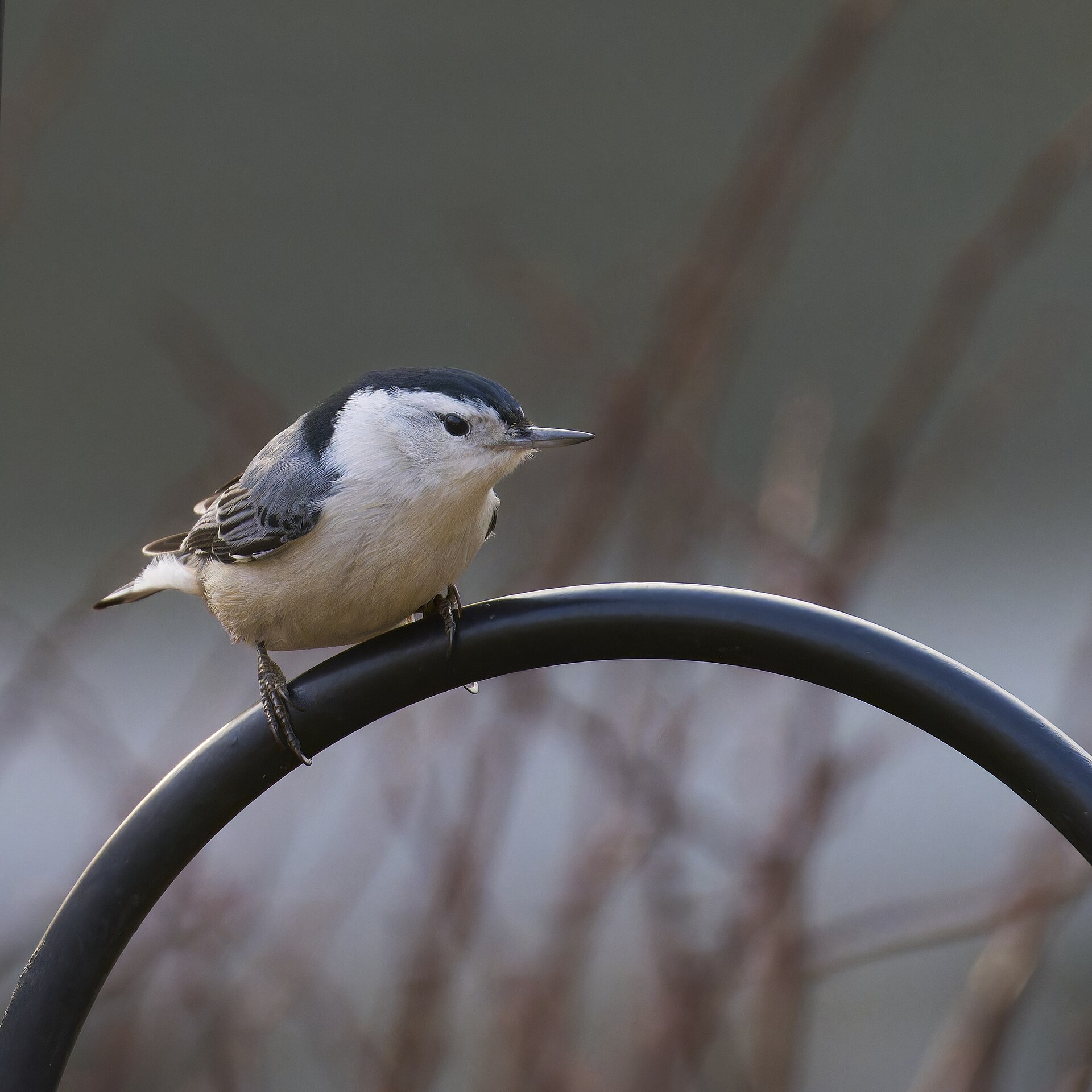 White-breasted Nuthatch