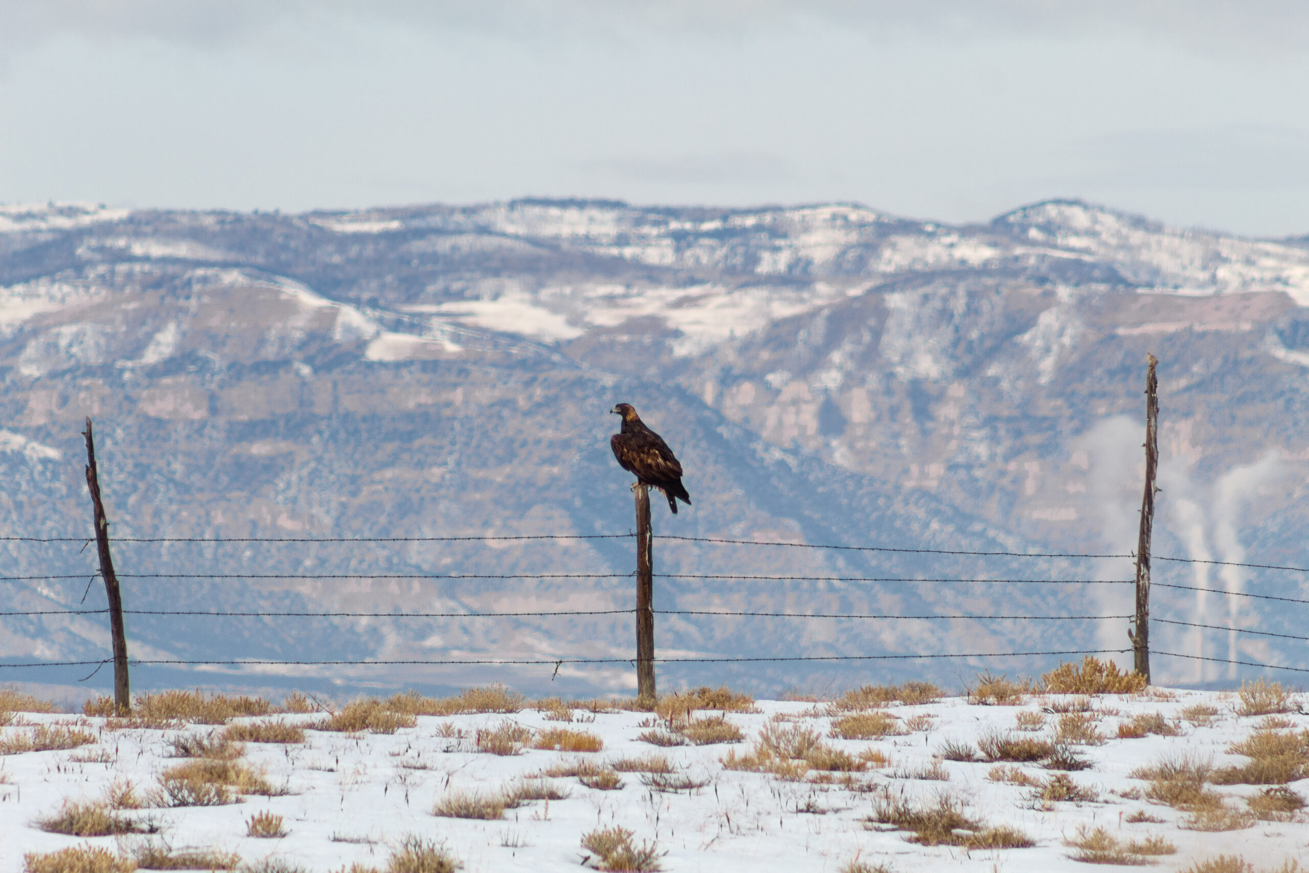 Golden Eagle perched on rock, showing golden nape and dark overall plumage