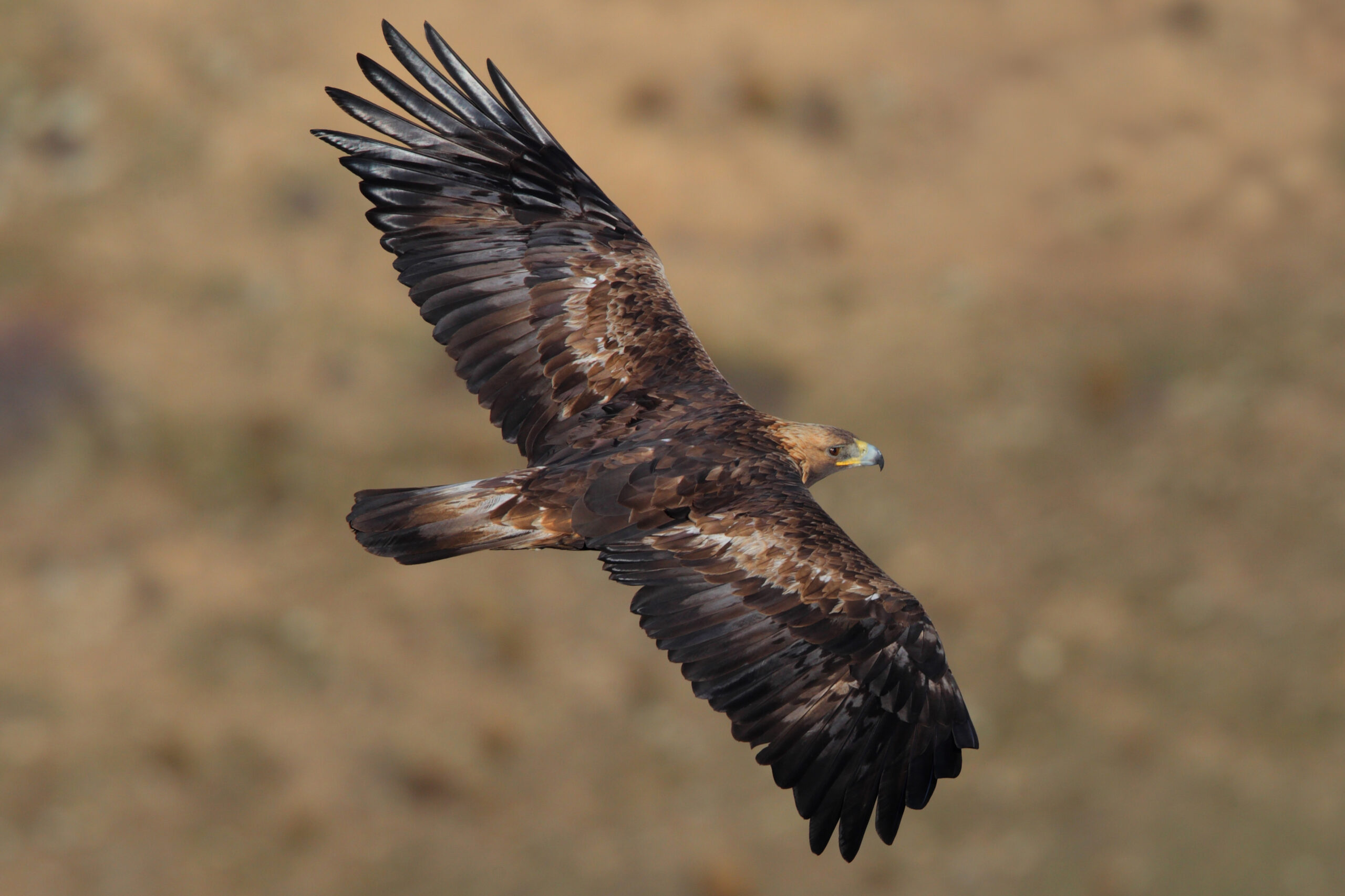 Golden Eagle perched, showing dark brown plumage and golden nape