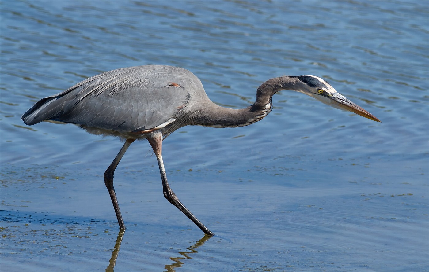 Great Blue Heron wading in shallow water with its neck extended toward the water