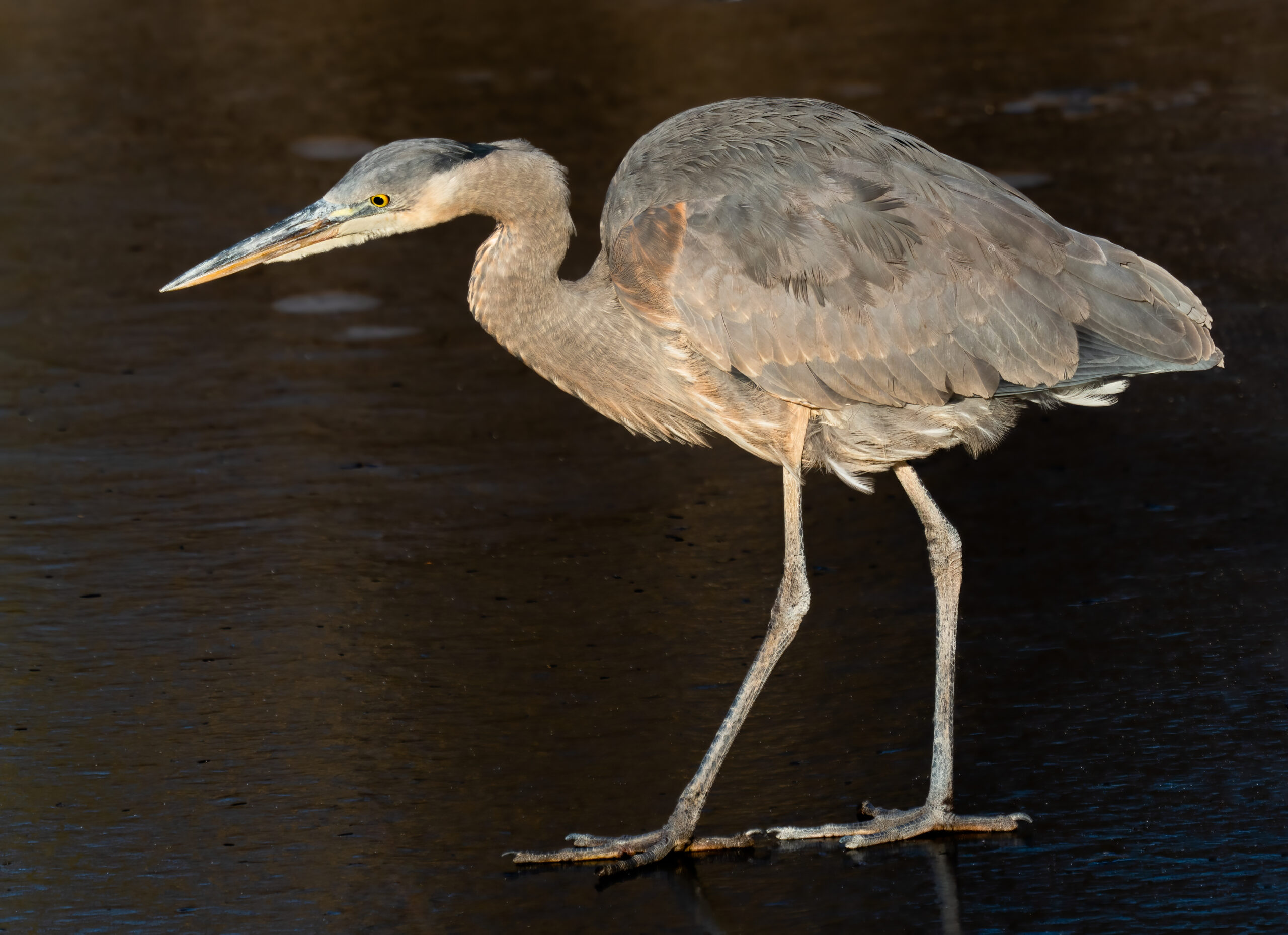 Great Blue Heron wading, showing blue-gray plumage, a long neck, and a white and black head pattern