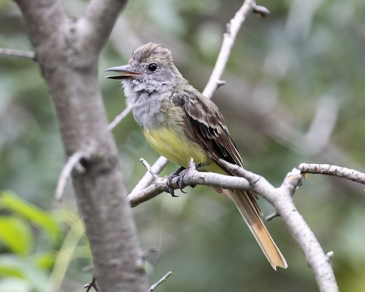 Great Crested Flycatcher with gray throat, yellow belly and rufous tail perched on a branch
