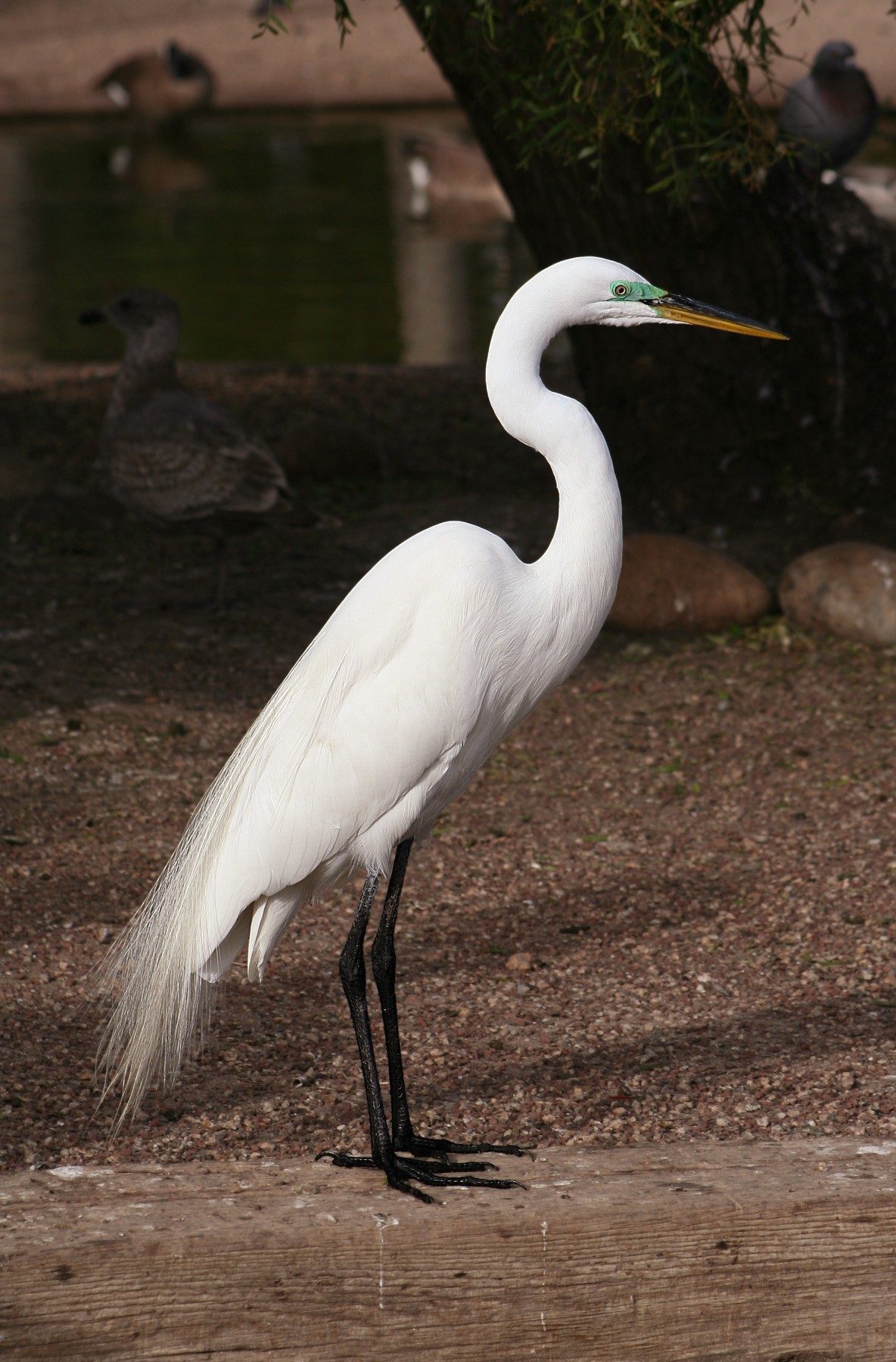 Great Egret standing on a log with yellow bill, black legs and long breeding plumes