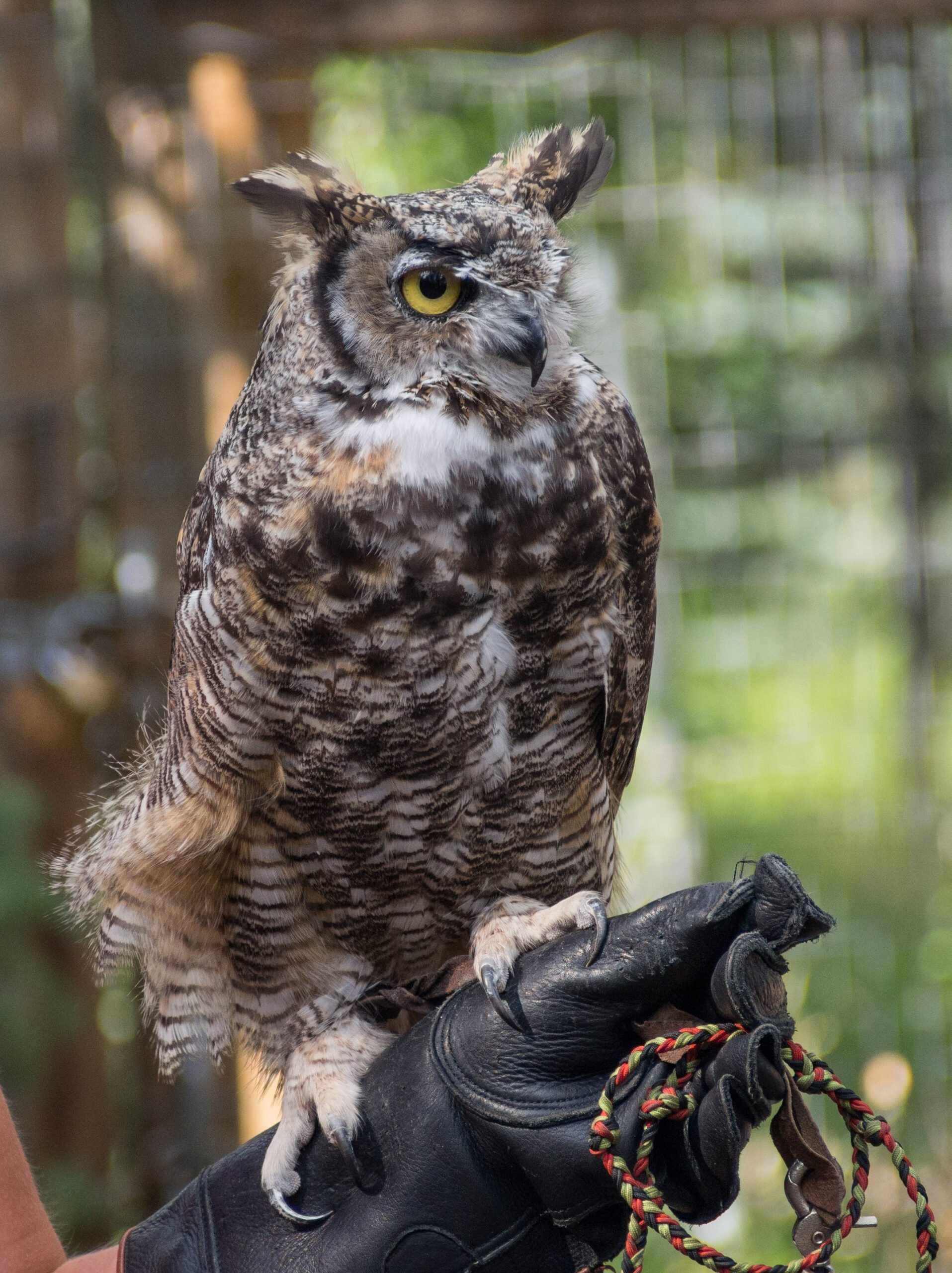 Great Horned Owl perched, showing ear tufts and yellow eyes