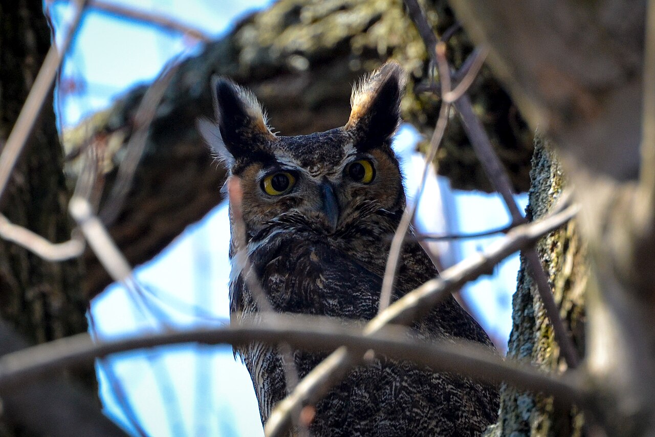Great Horned Owl perched in a tree with yellow eyes and prominent ear tufts
