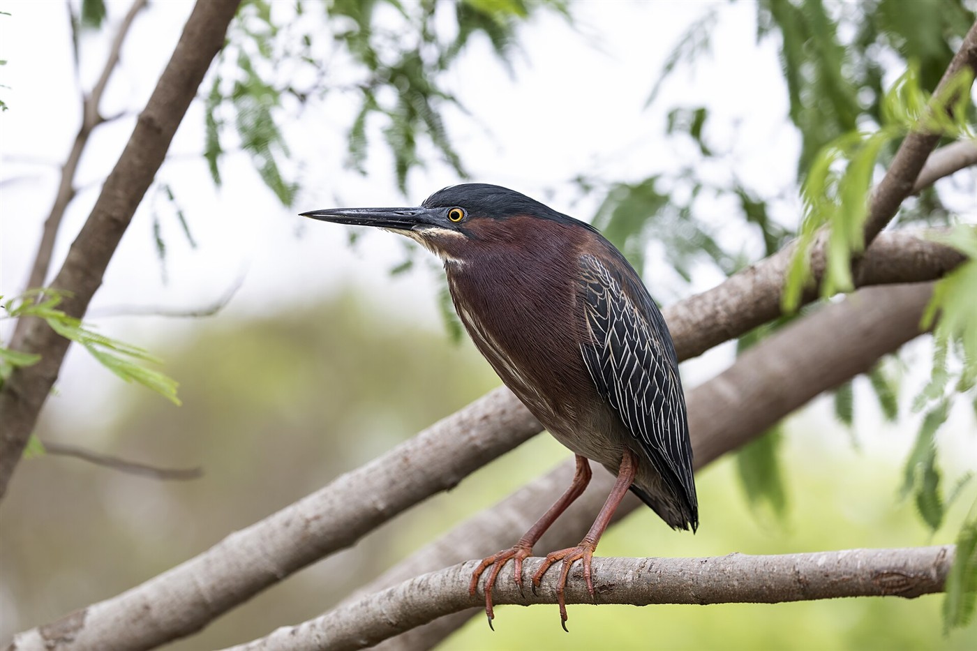 Green Heron perched on a branch showing dark cap, chestnut neck and short yellow-orange legs