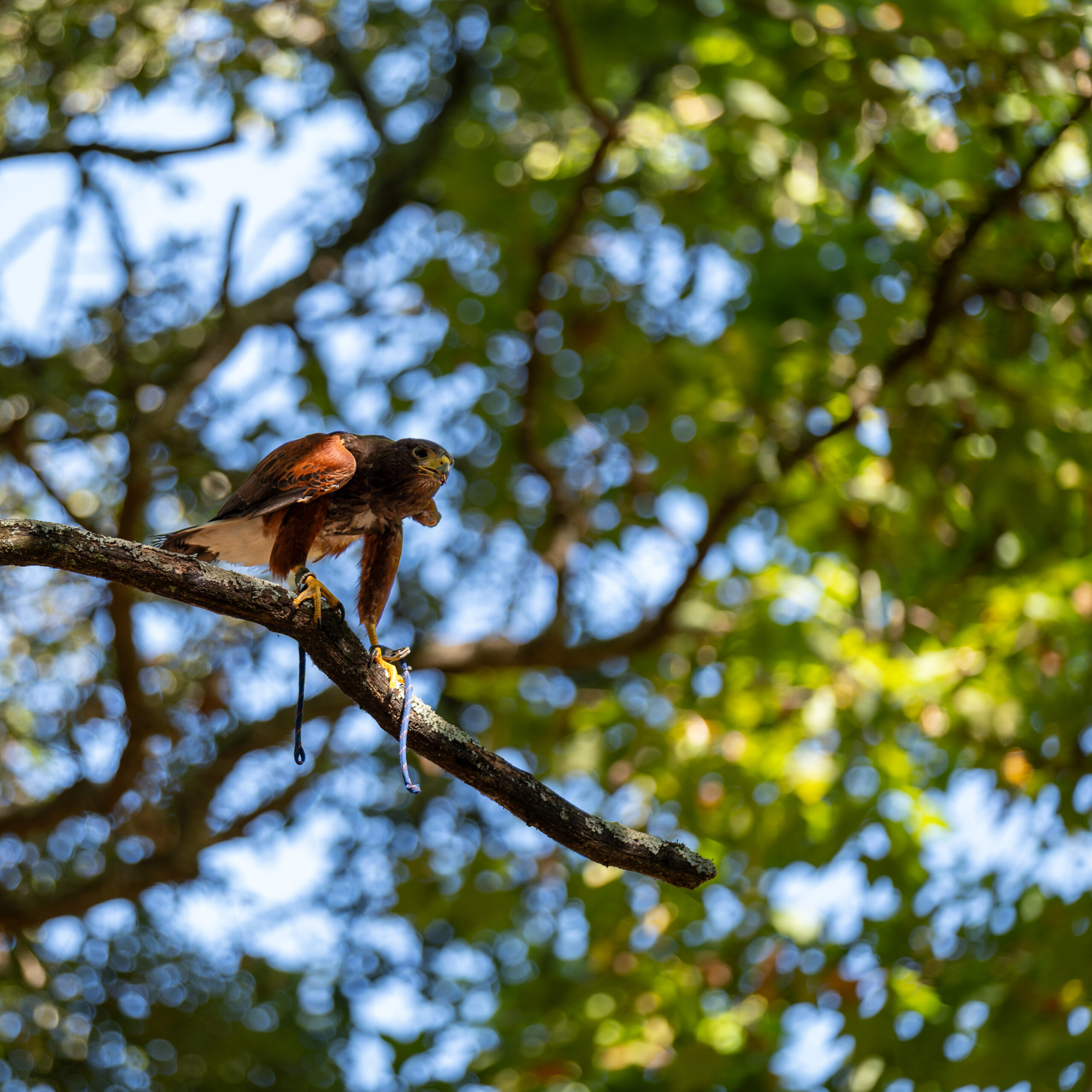 Harris's Hawk perched, showing chestnut shoulder patches and white-banded tail