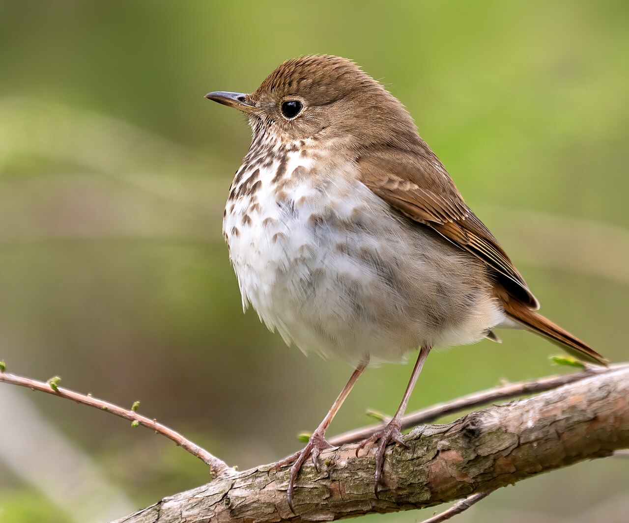 Hermit Thrush with spotted breast and reddish tail perched on a branch