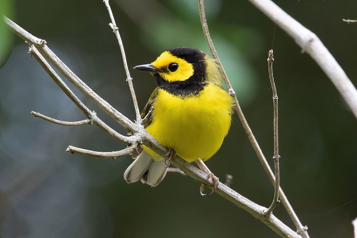 Male Hooded Warbler with black hood, yellow face and bright yellow body perched on a branch