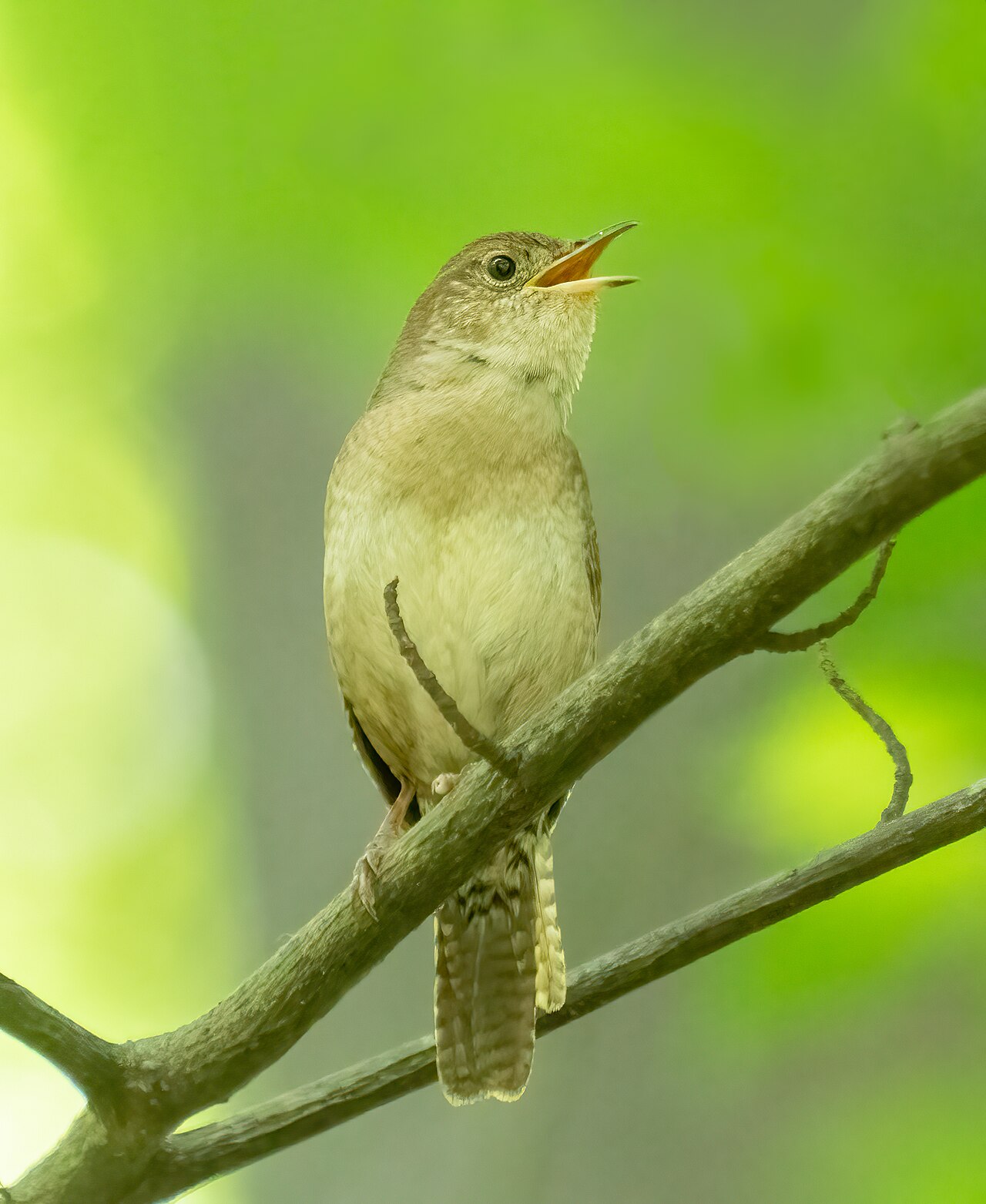 House Wren with bill wide open in song on a branch against green foliage