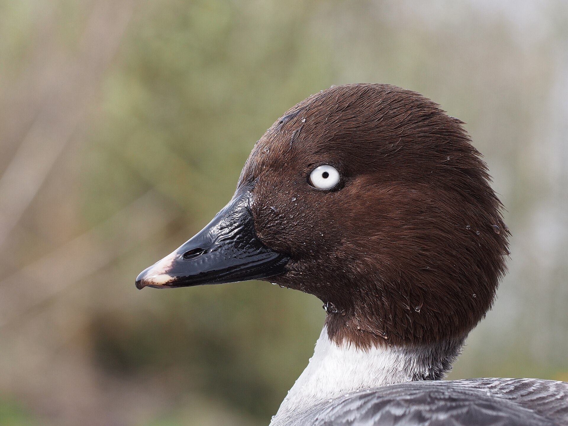 Common Goldeneye