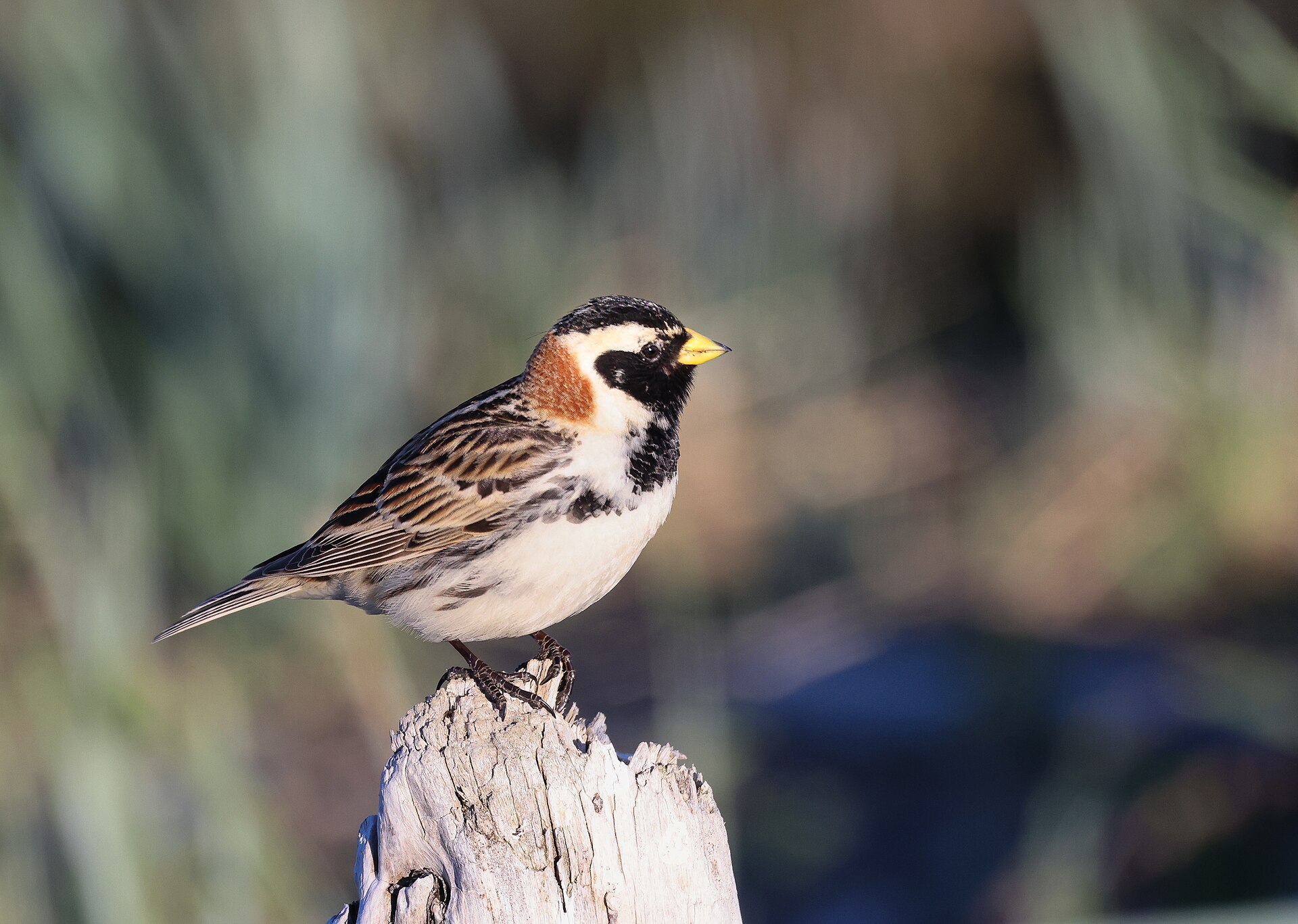Lapland Longspur