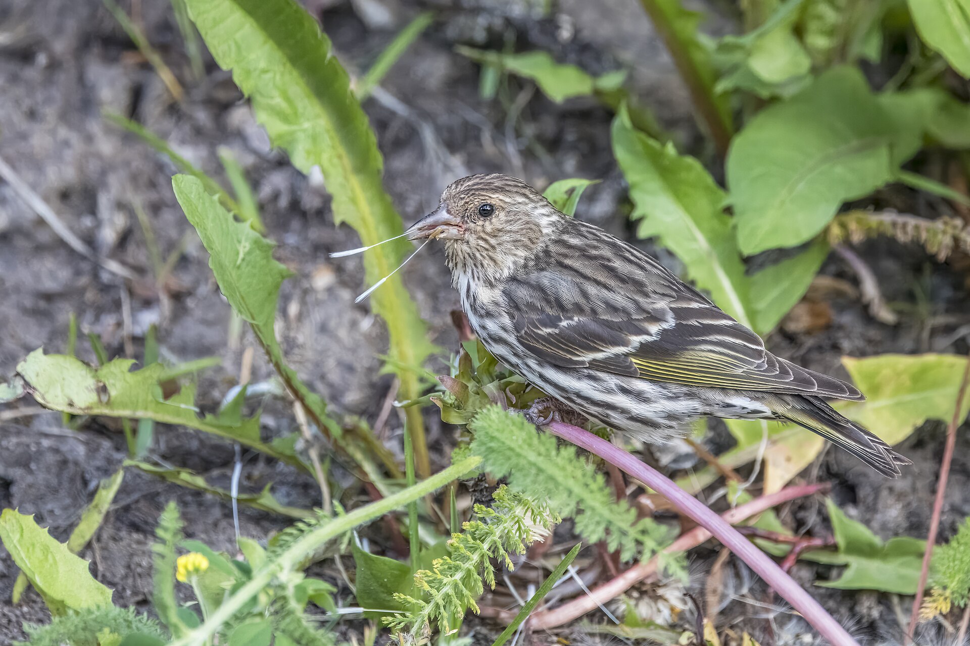 Pine Siskin