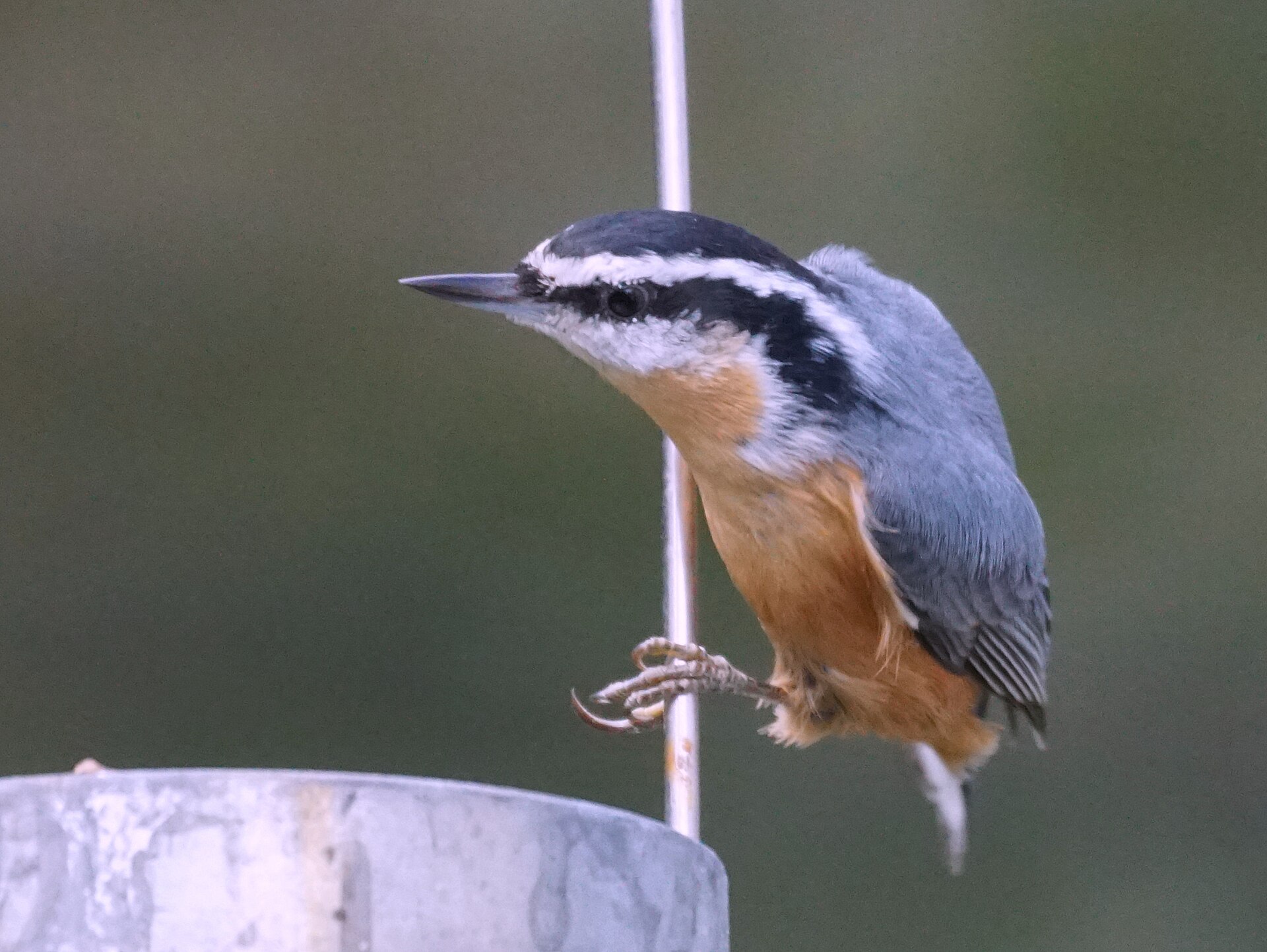 Red-breasted Nuthatch