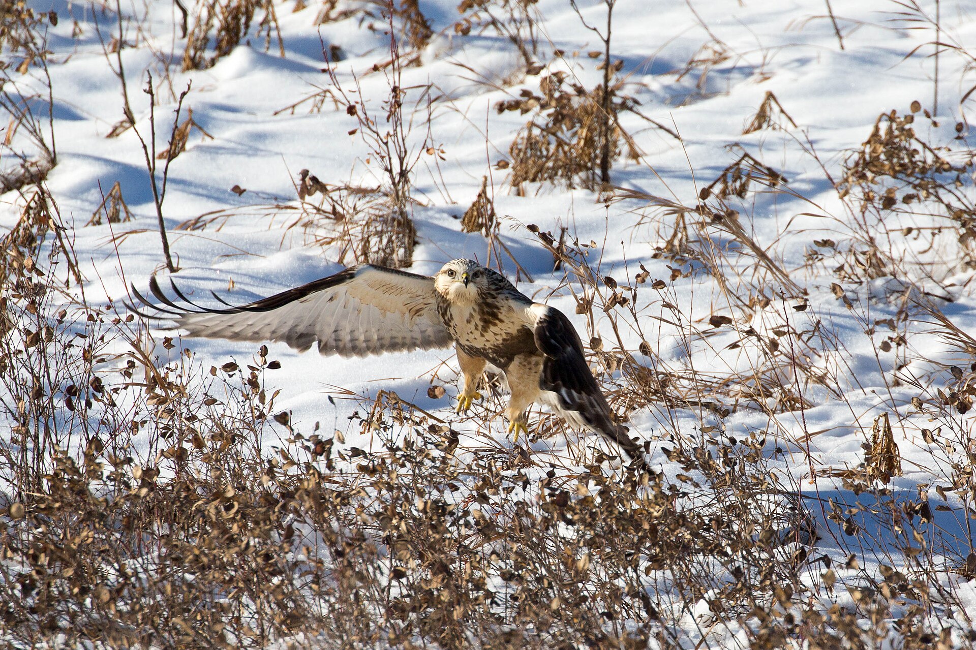 Rough-legged Hawk