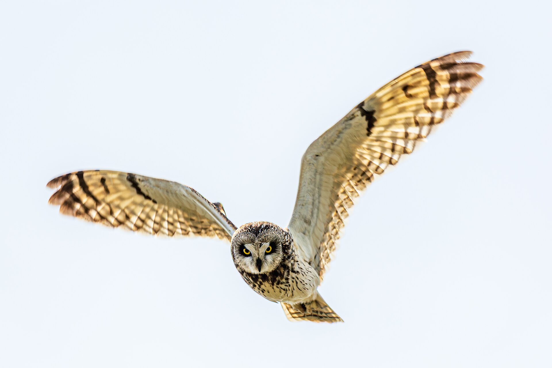 Short-eared Owl