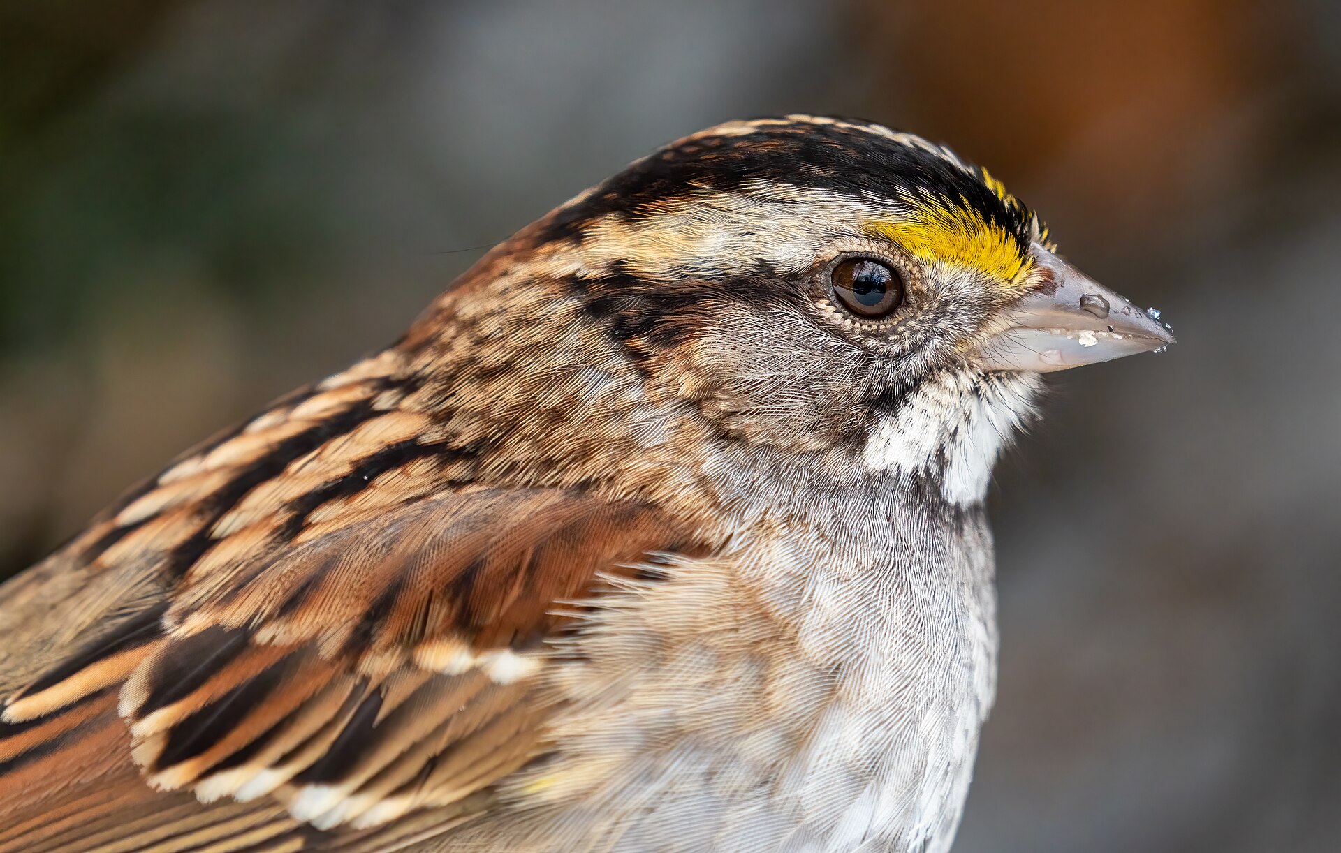 White-throated Sparrow