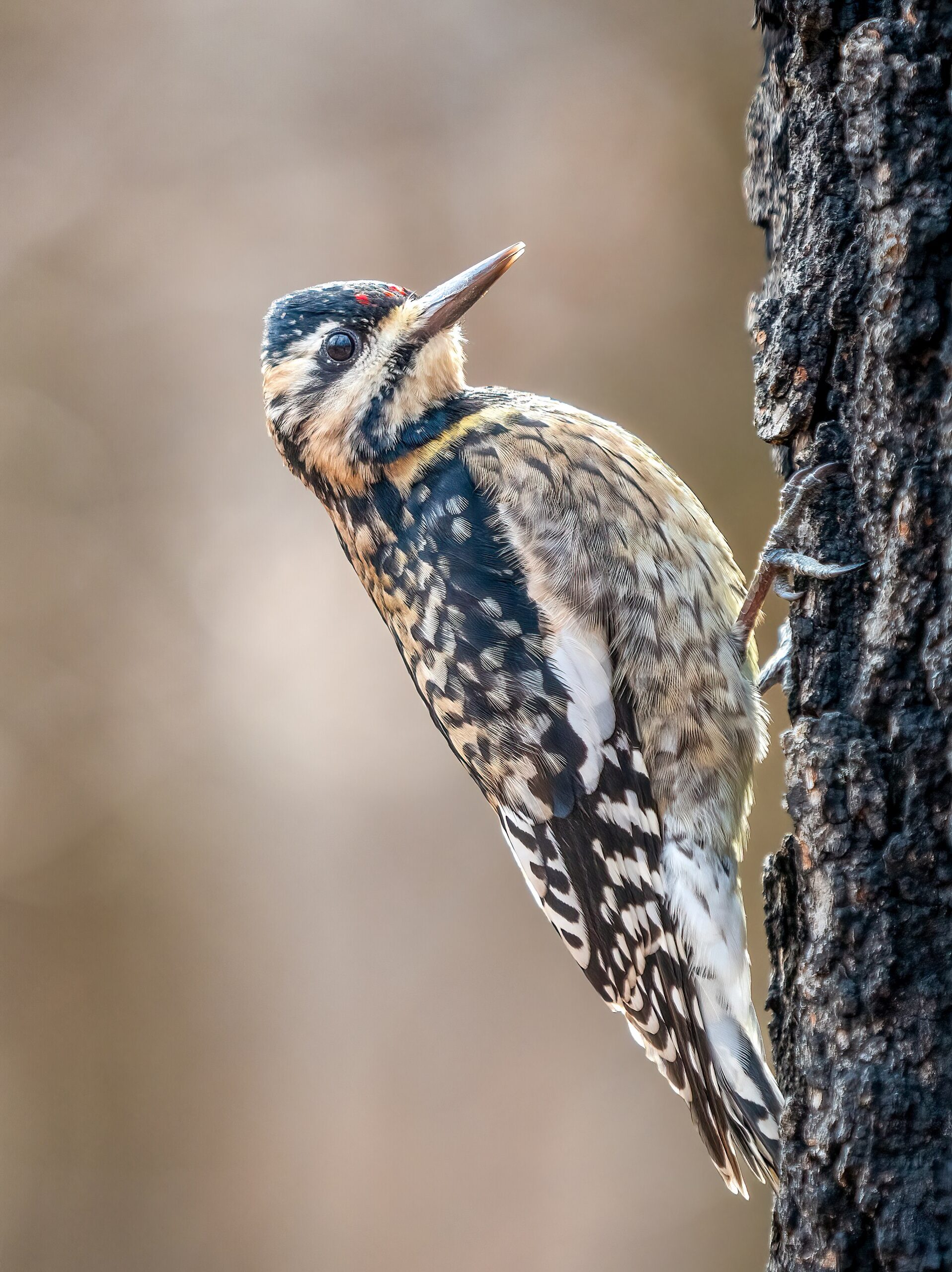 Yellow-bellied Sapsucker