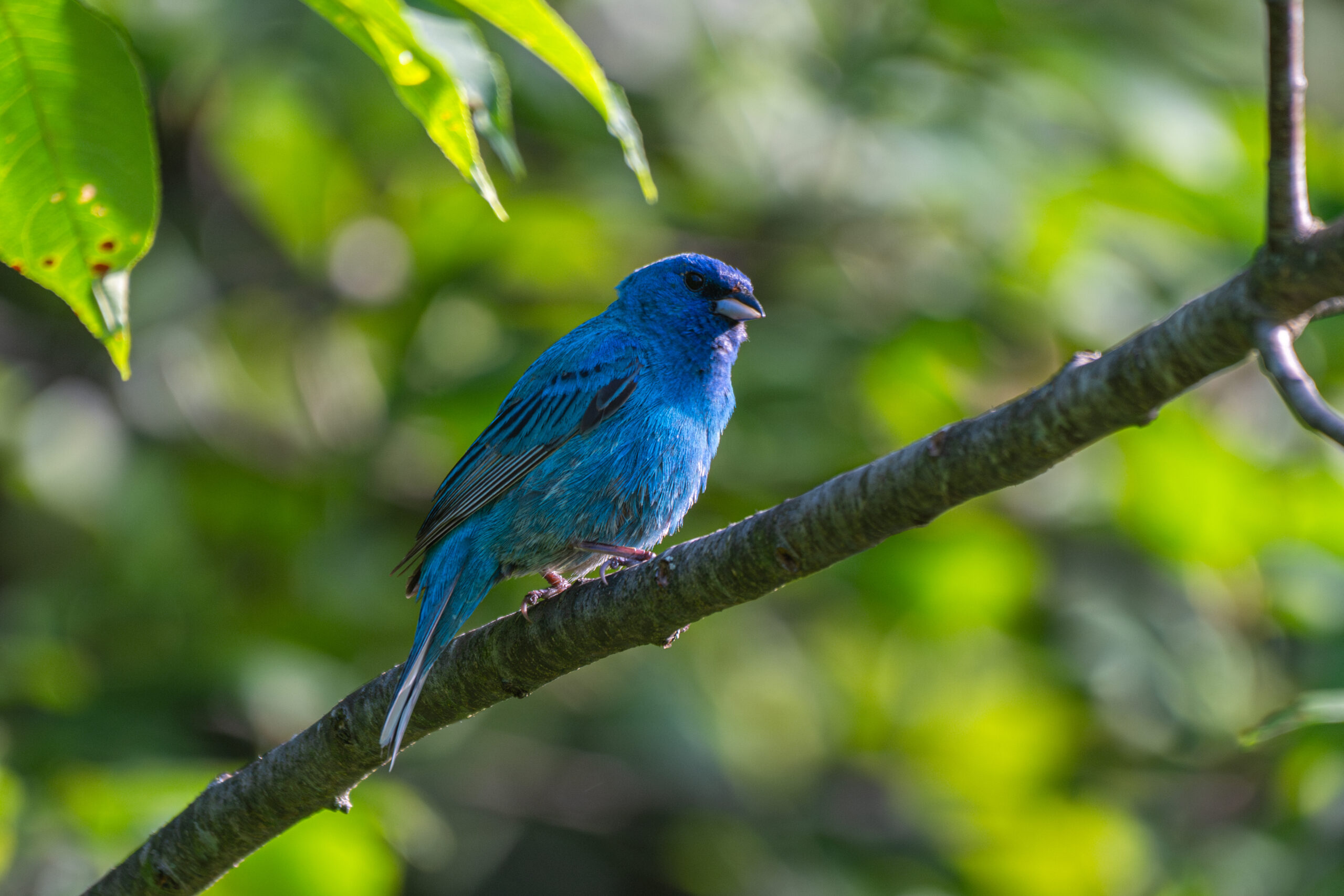 Male Indigo Bunting almost entirely indigo blue with darker wingtips and tail feathers