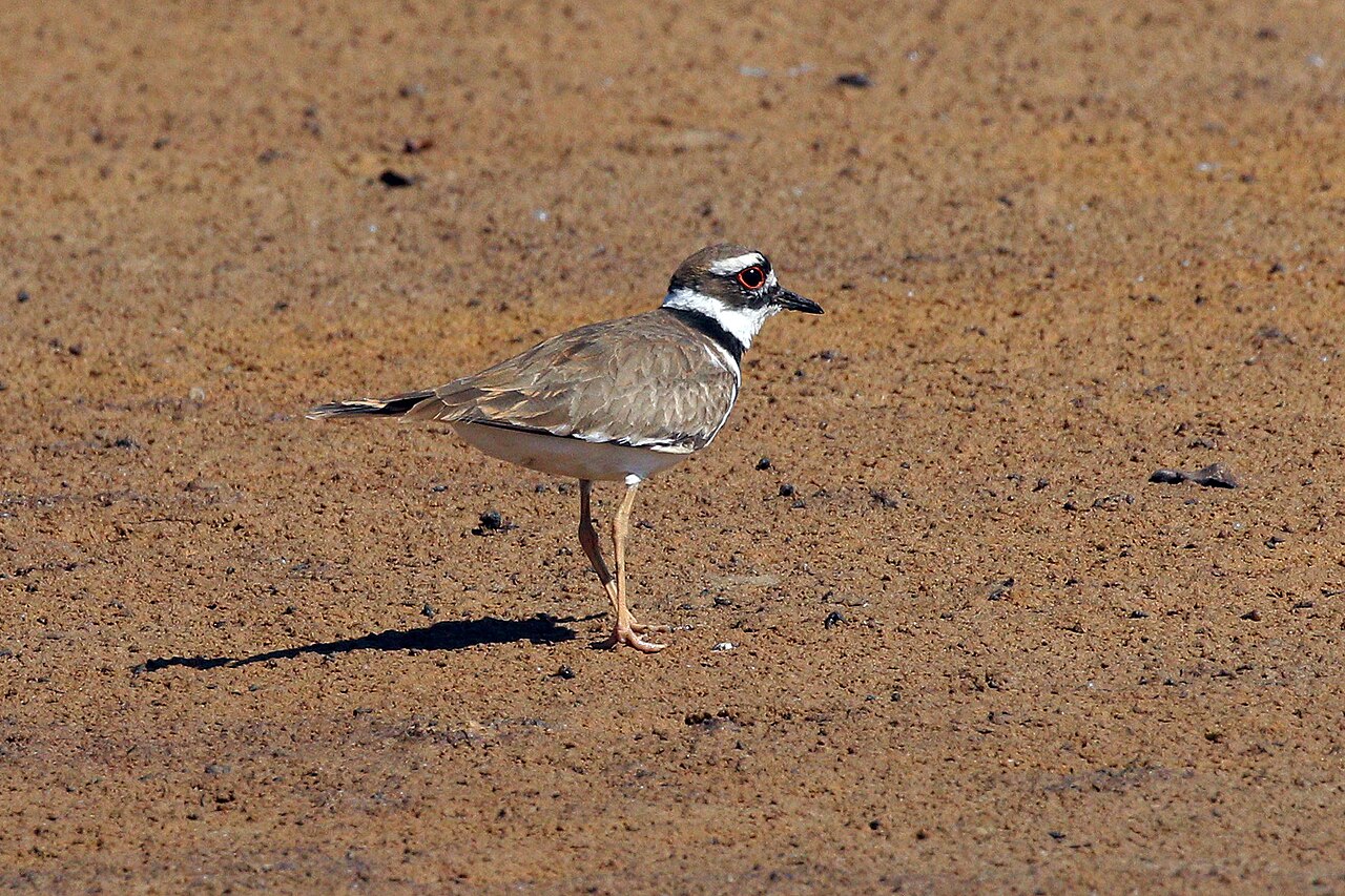 Killdeer standing with two black breast bands