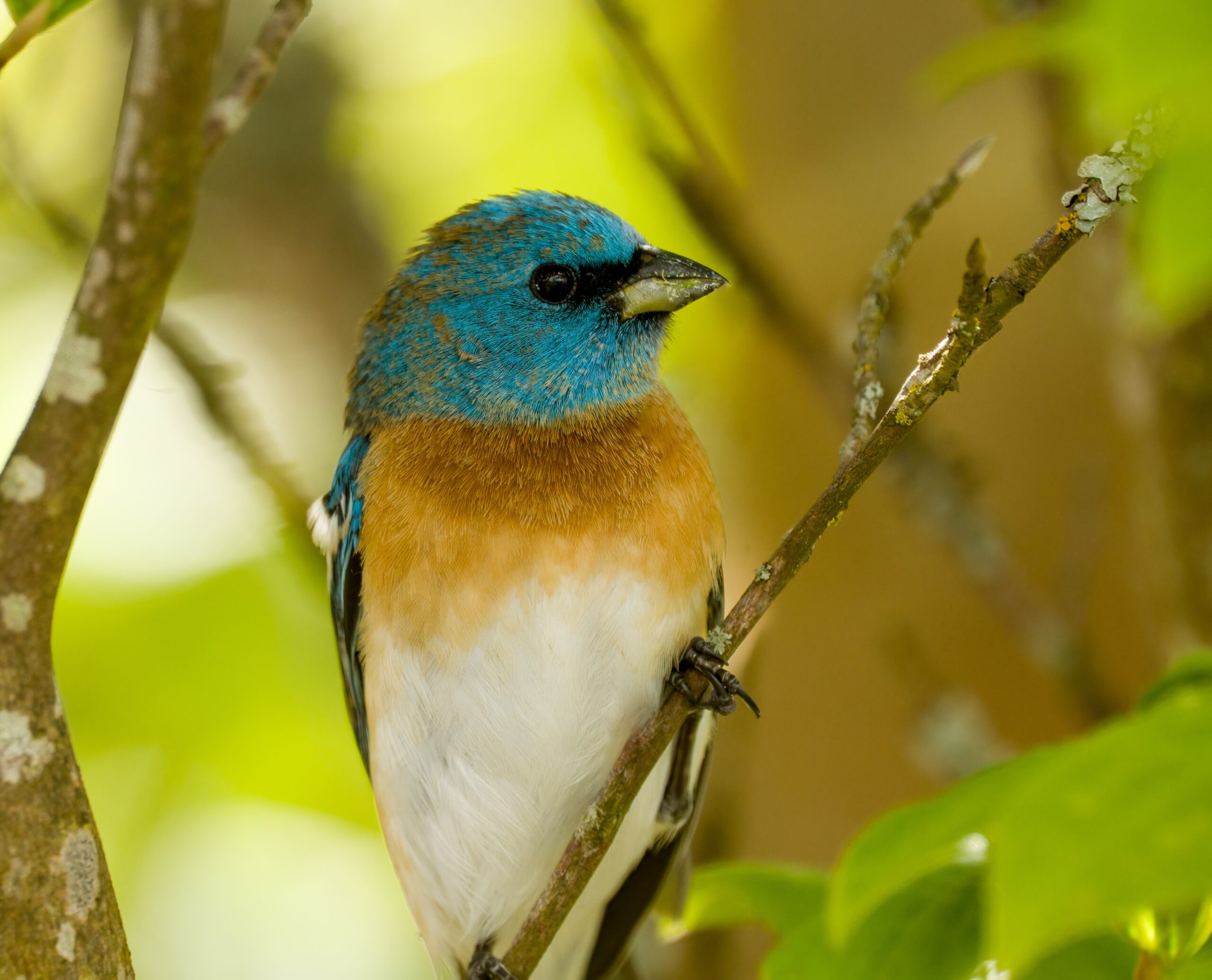 Adult male Lazuli Bunting with light blue hood and rump, chestnut breast, and white belly