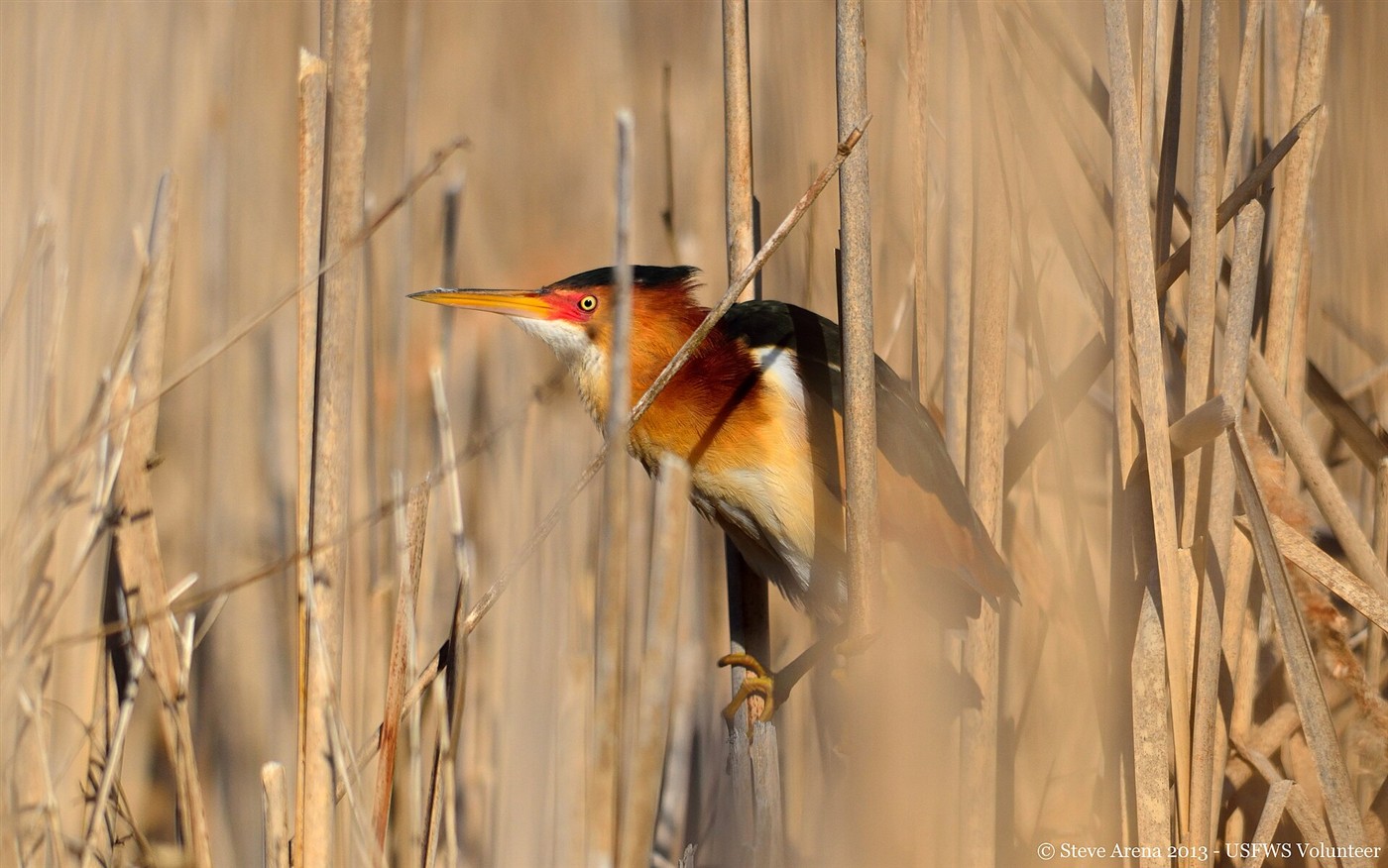 Male Least Bittern clinging to reeds, showing dark back and cap, buff wing patch and chestnut neck