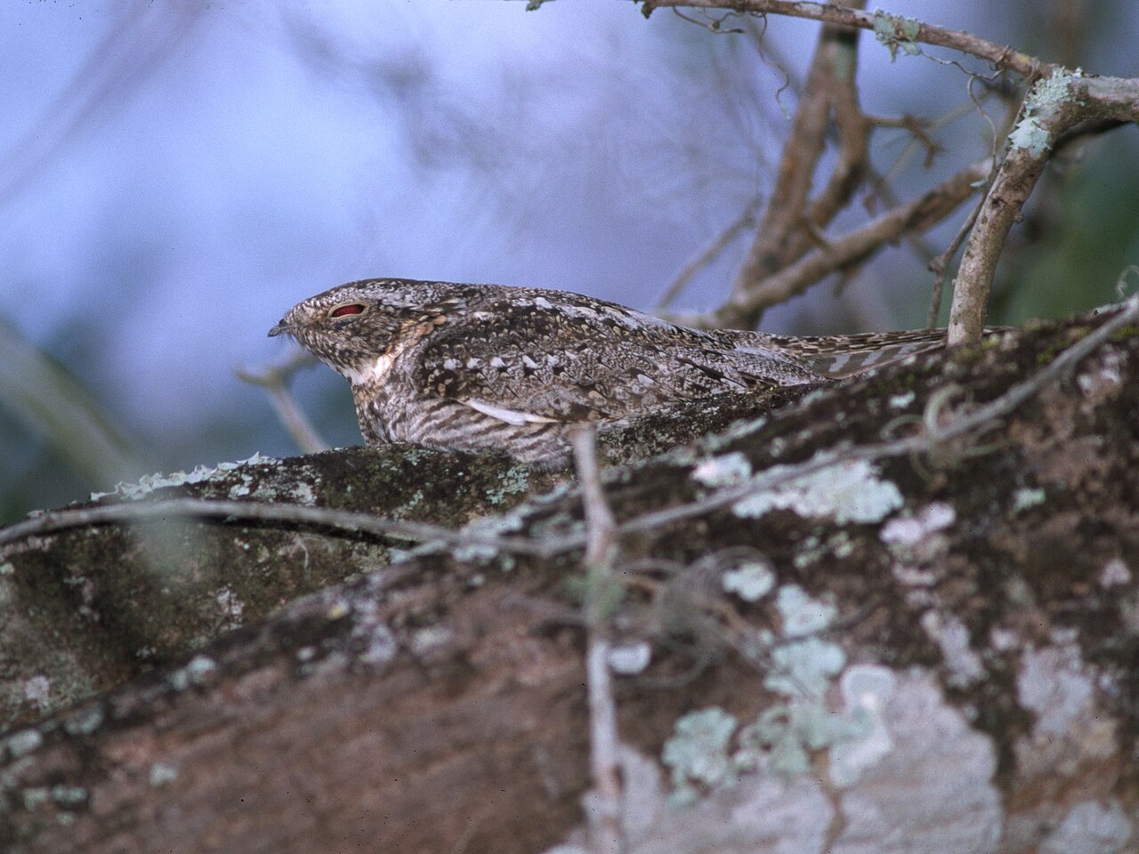 Lesser Nighthawk resting lengthwise on a branch with mottled brown plumage and buff wing bar