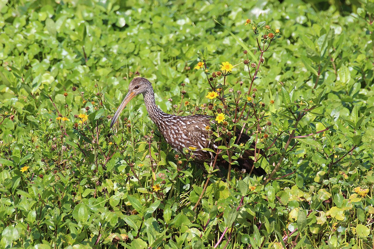Limpkin standing in shallow water with long curved bill