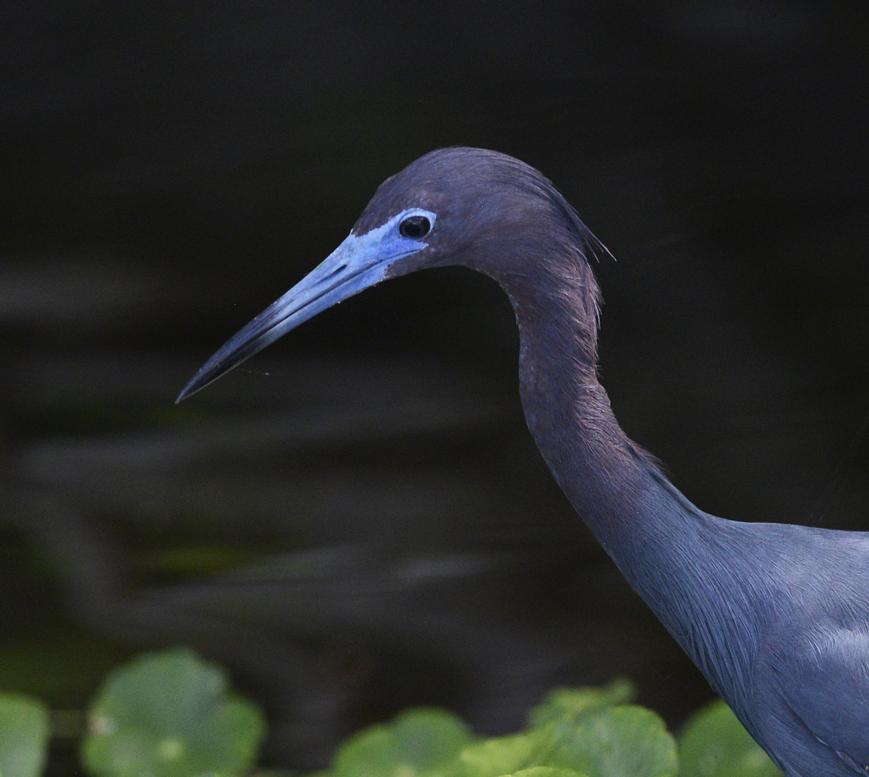 Adult Little Blue Heron with slate-blue plumage and a dark, pointed bill