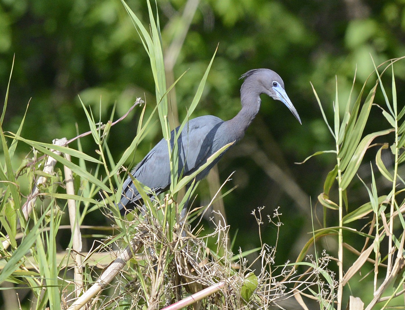 Adult Little Blue Heron with slate-blue body, maroon neck and two-toned bill among marsh grass