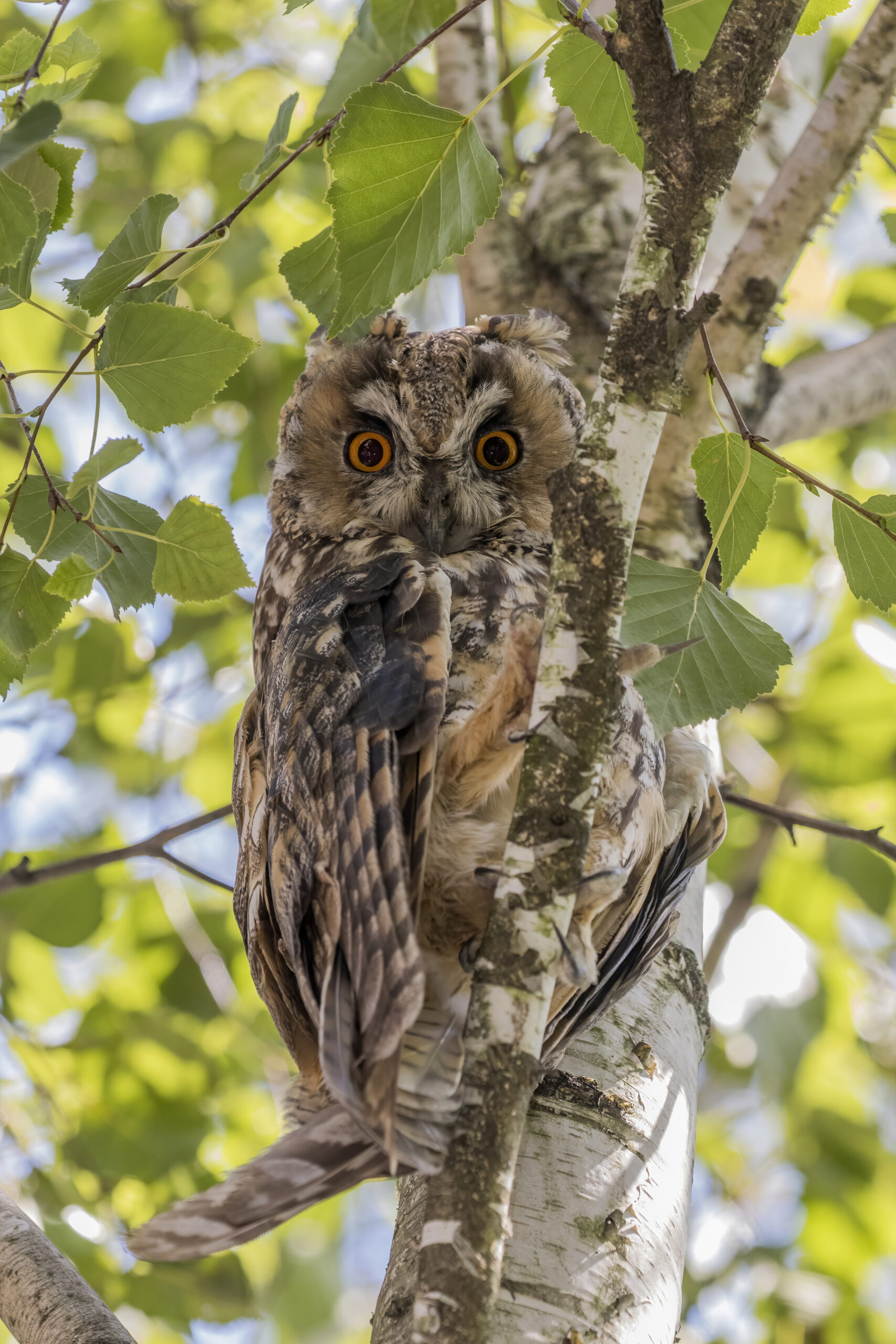Long-eared Owl perched, showing tall ear tufts and mottled plumage