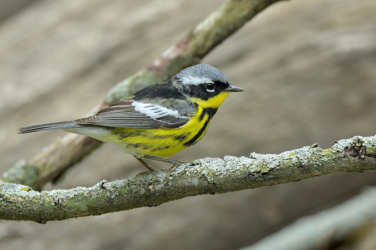 Adult male Magnolia Warbler with black mask, yellow underparts with black streaks and white wing patch