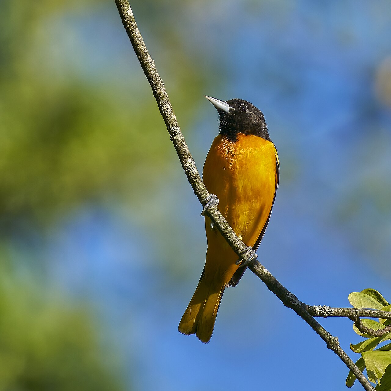 Male Baltimore Oriole with black head and bright orange body perched on a slim branch