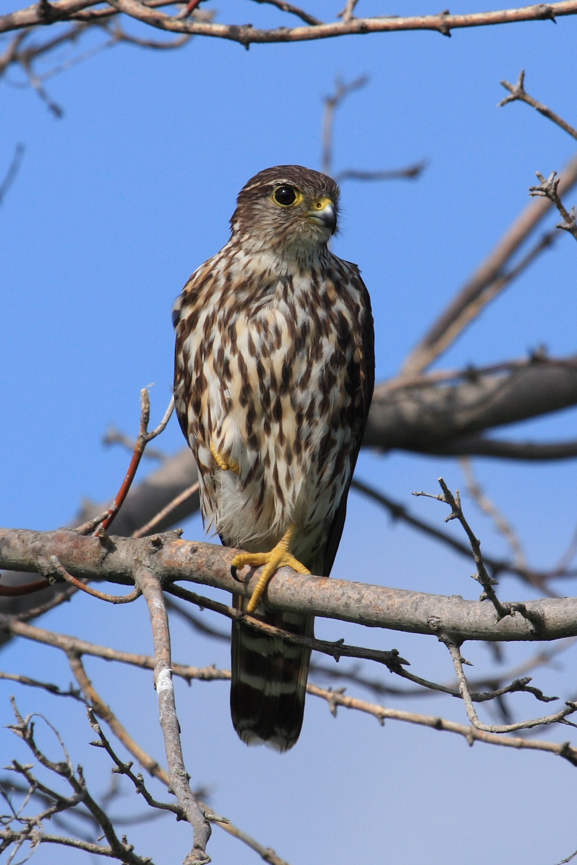 Merlin, a small falcon, perched on a branch