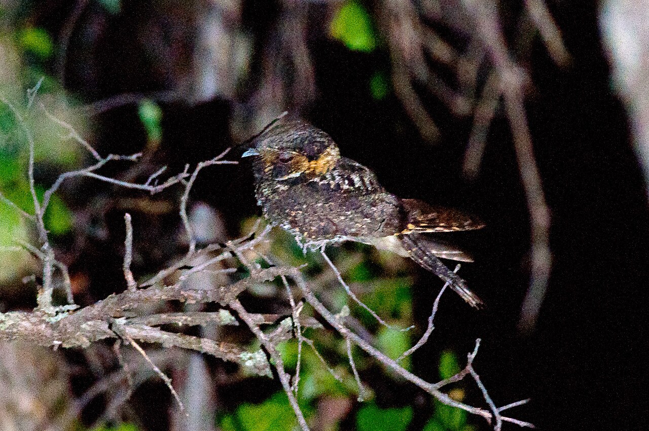 Mexican Whip-poor-will perched on a twig at night with buff-orange collar