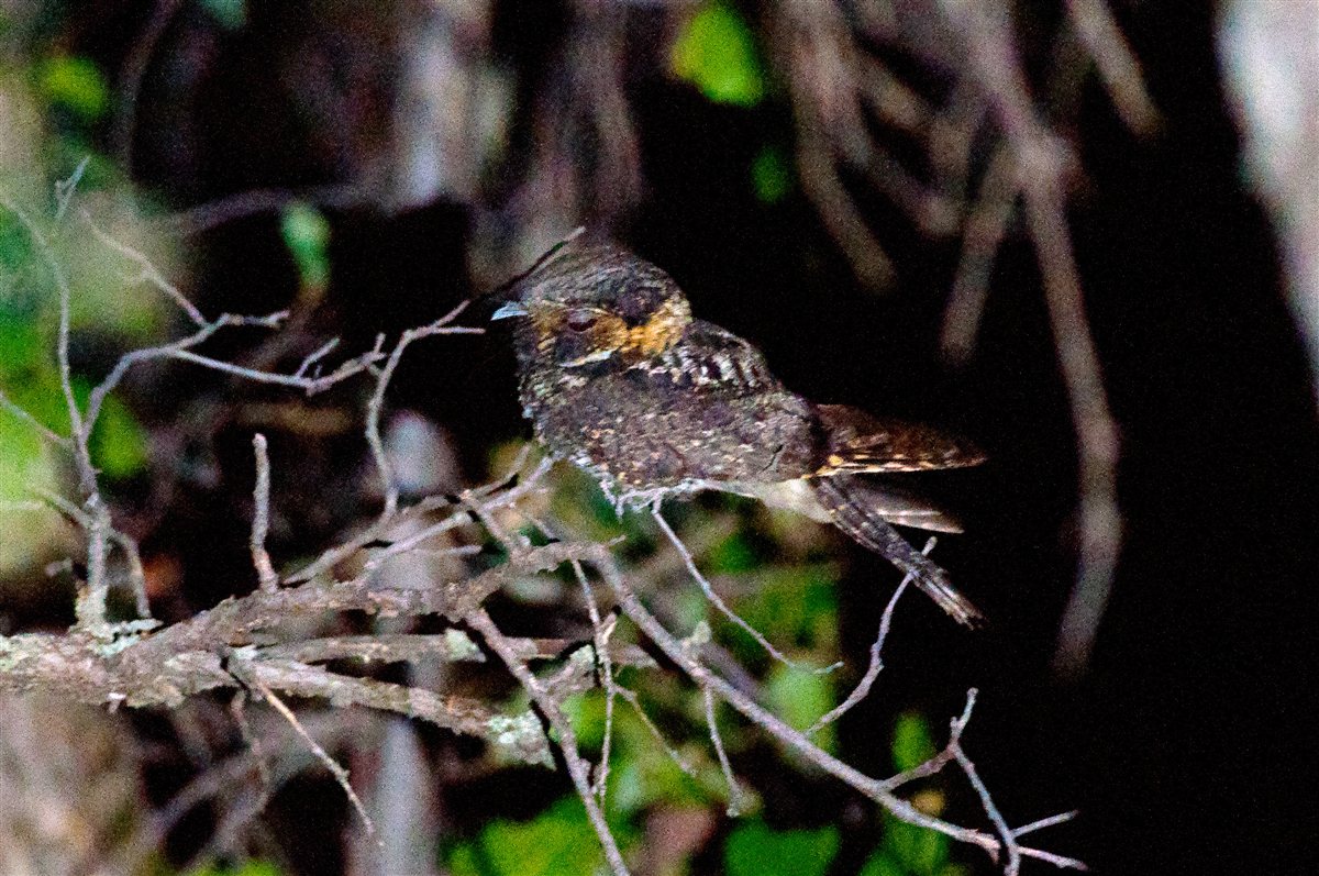 Mexican Whip-poor-will perched on a branch at night near Mt. Lemmon, Arizona