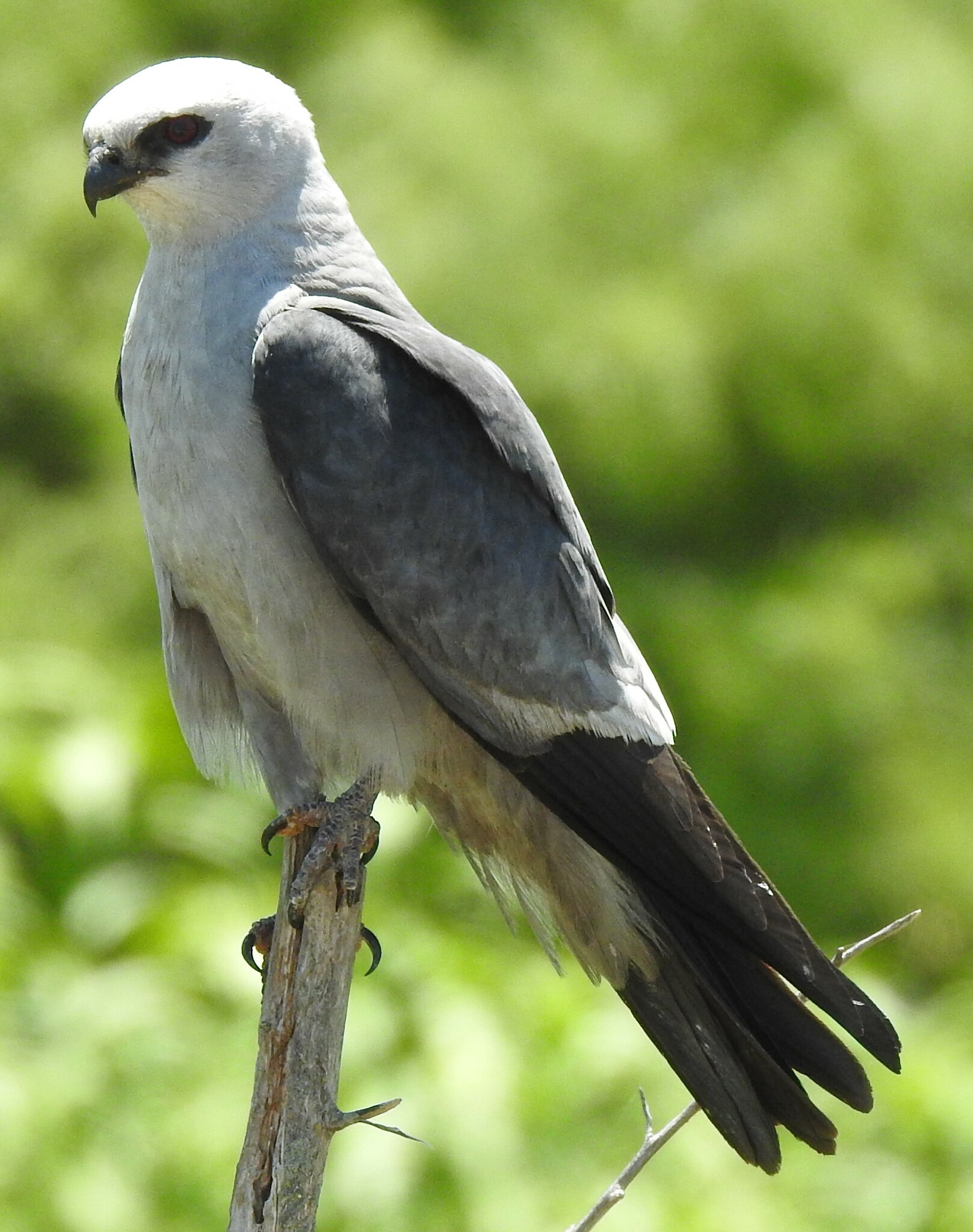 Mississippi Kite perched, showing pointed falcon-like wings