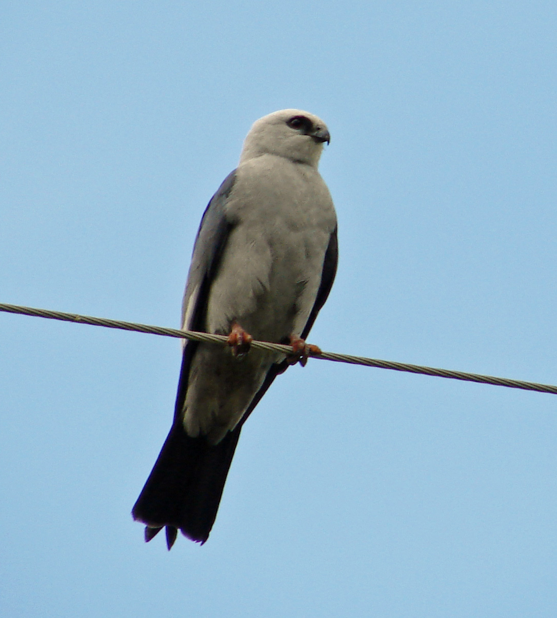 Mississippi Kite perched, showing pale gray head and dark red eye