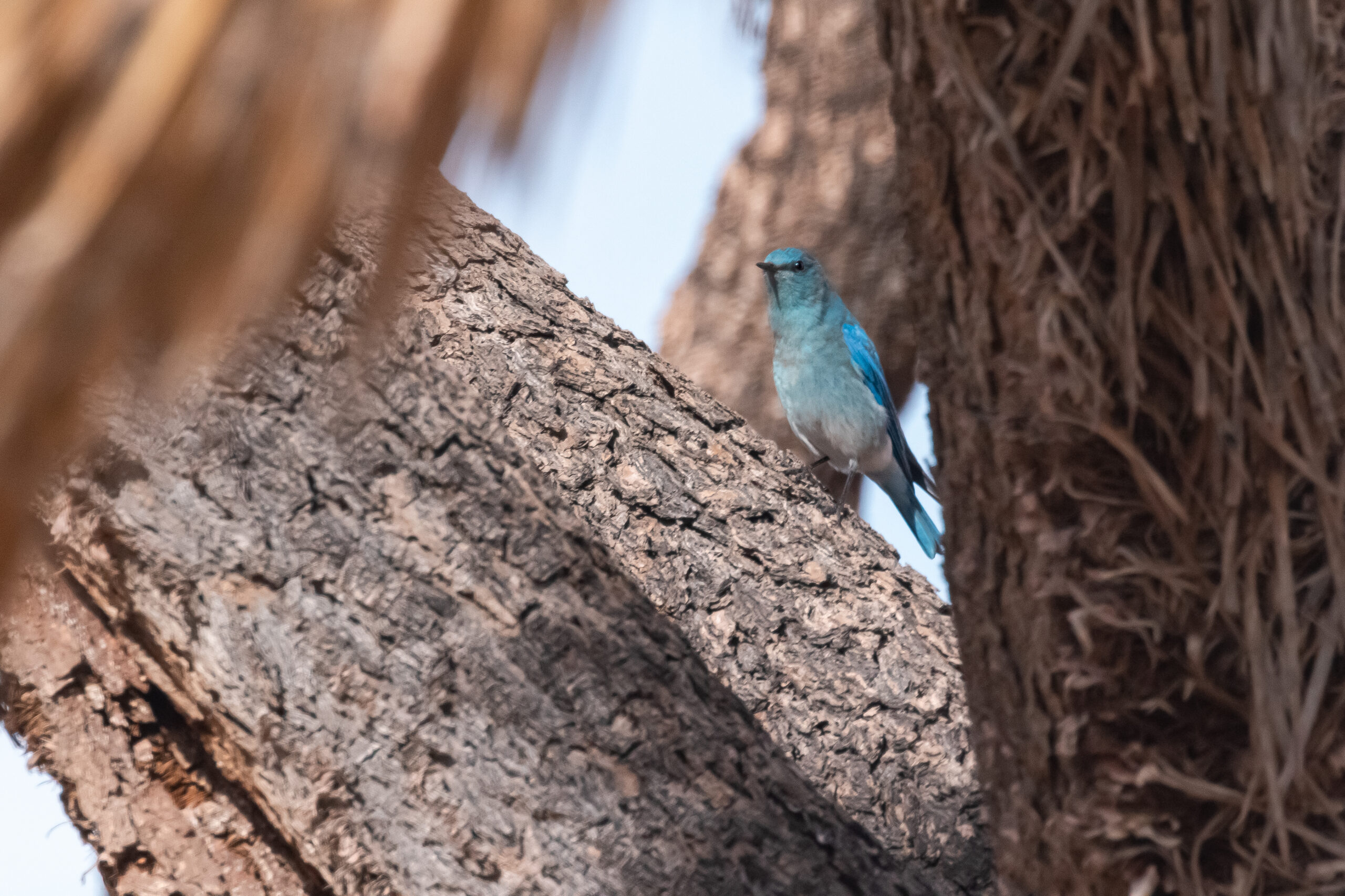 Adult male Mountain Bluebird showing almost entirely cerulean blue plumage with a pale belly