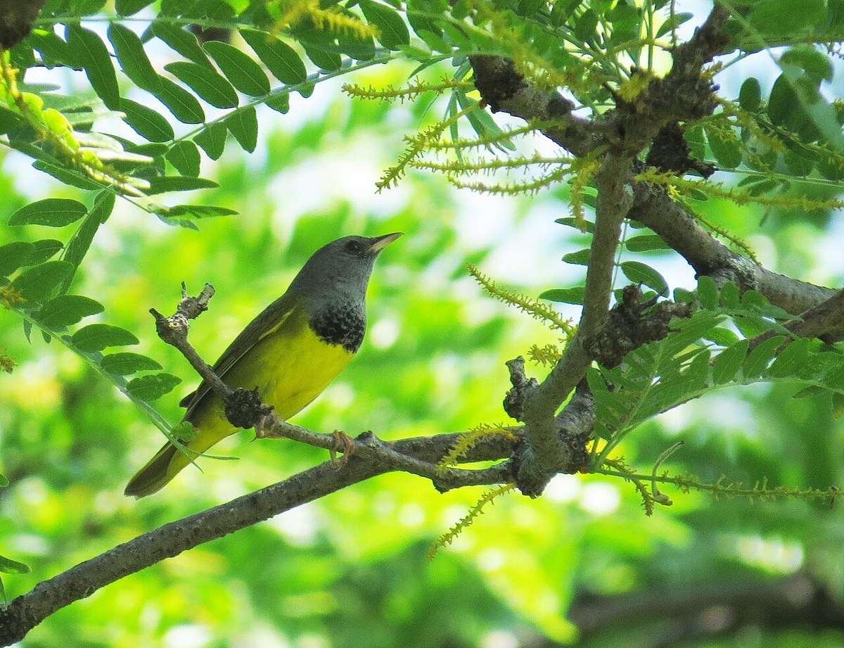 Male Mourning Warbler with gray hood, dark chest patch and yellow belly perched in a tree