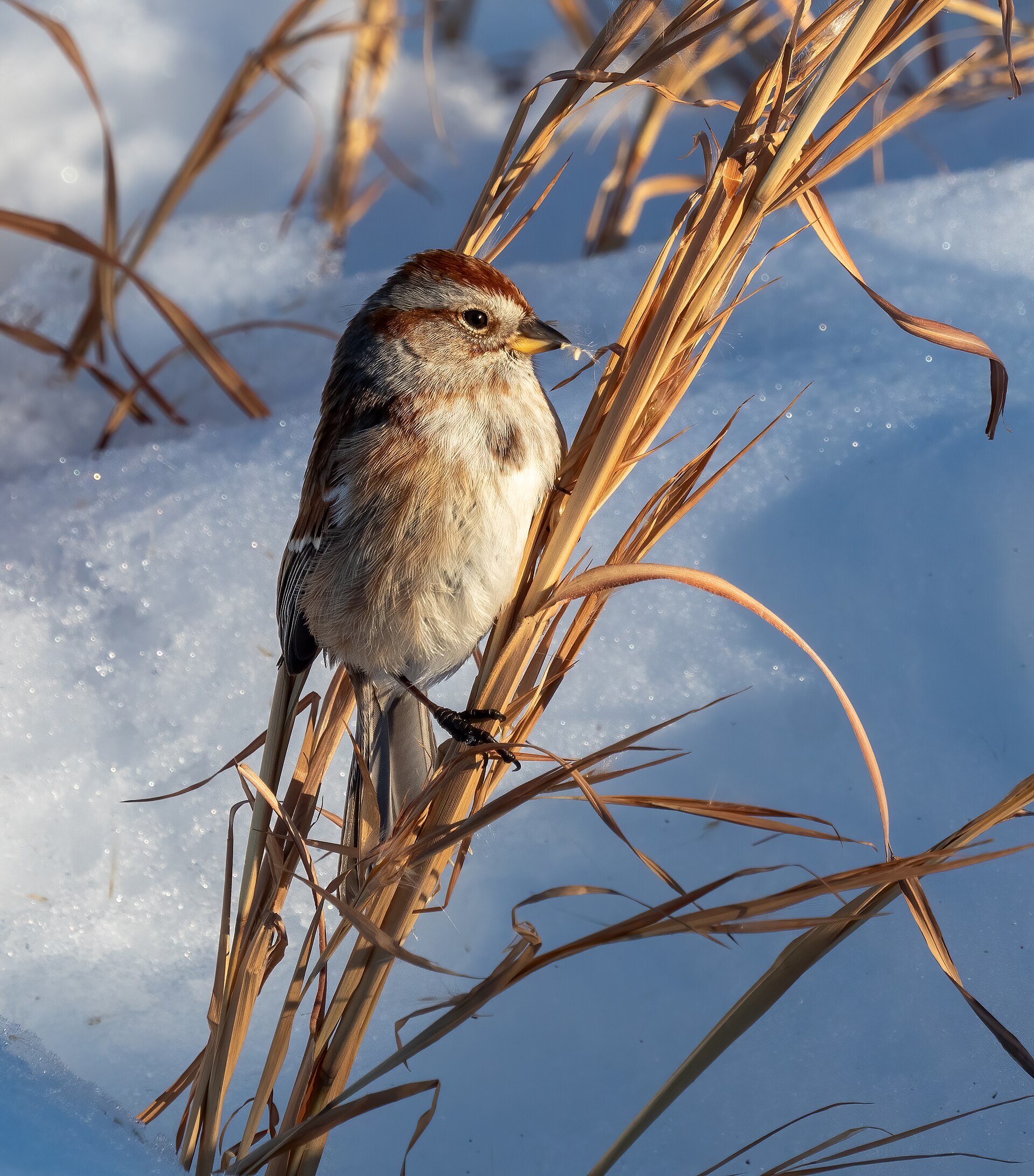 American Tree Sparrow