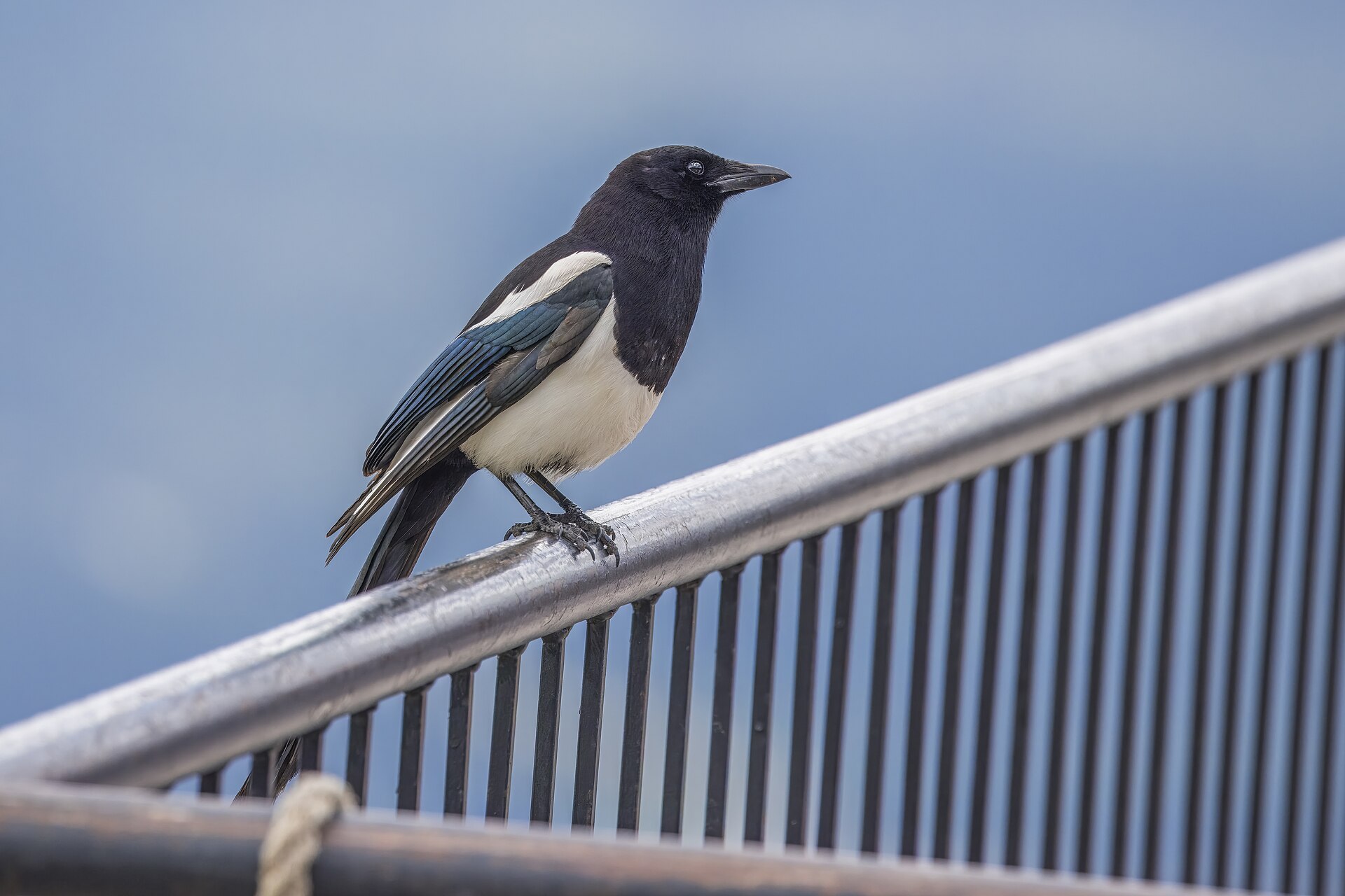 Black-billed Magpie