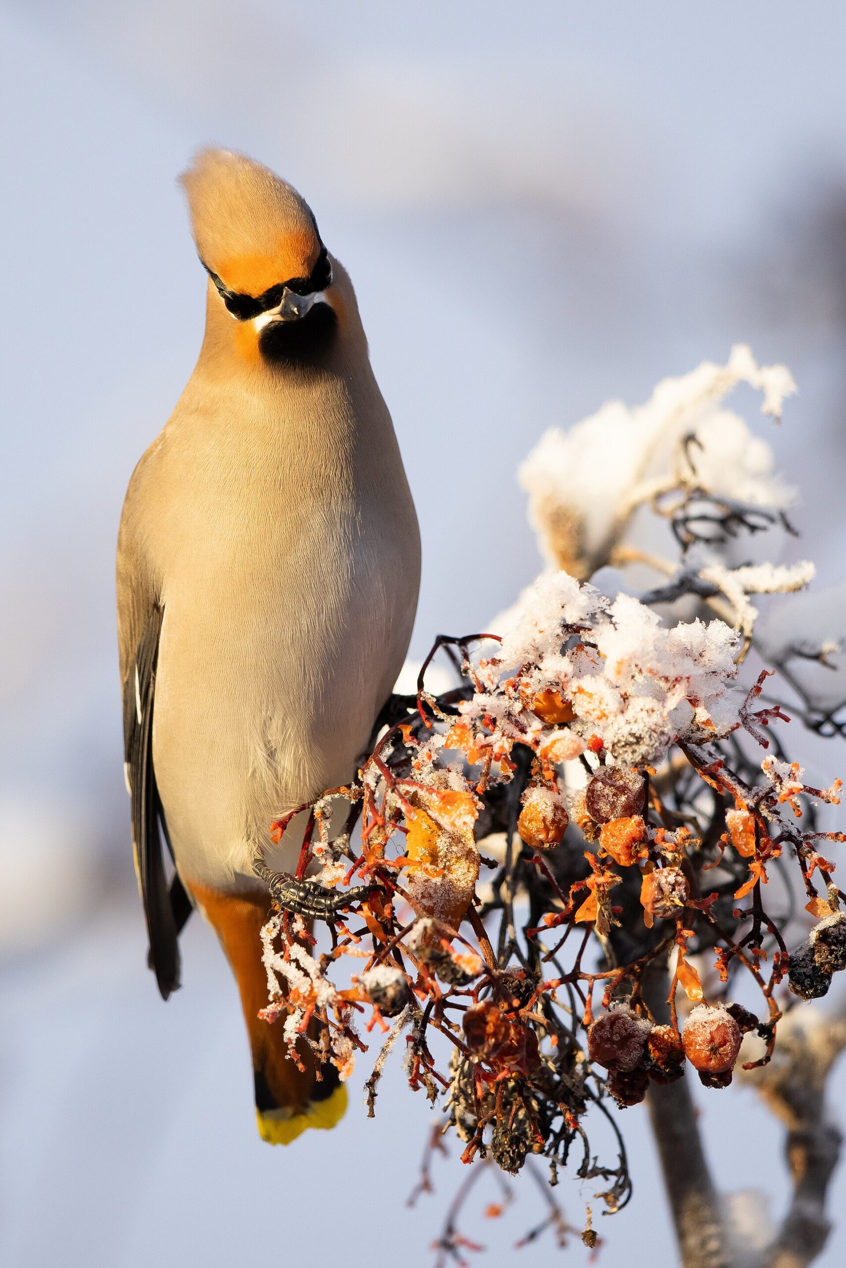 Bohemian Waxwing
