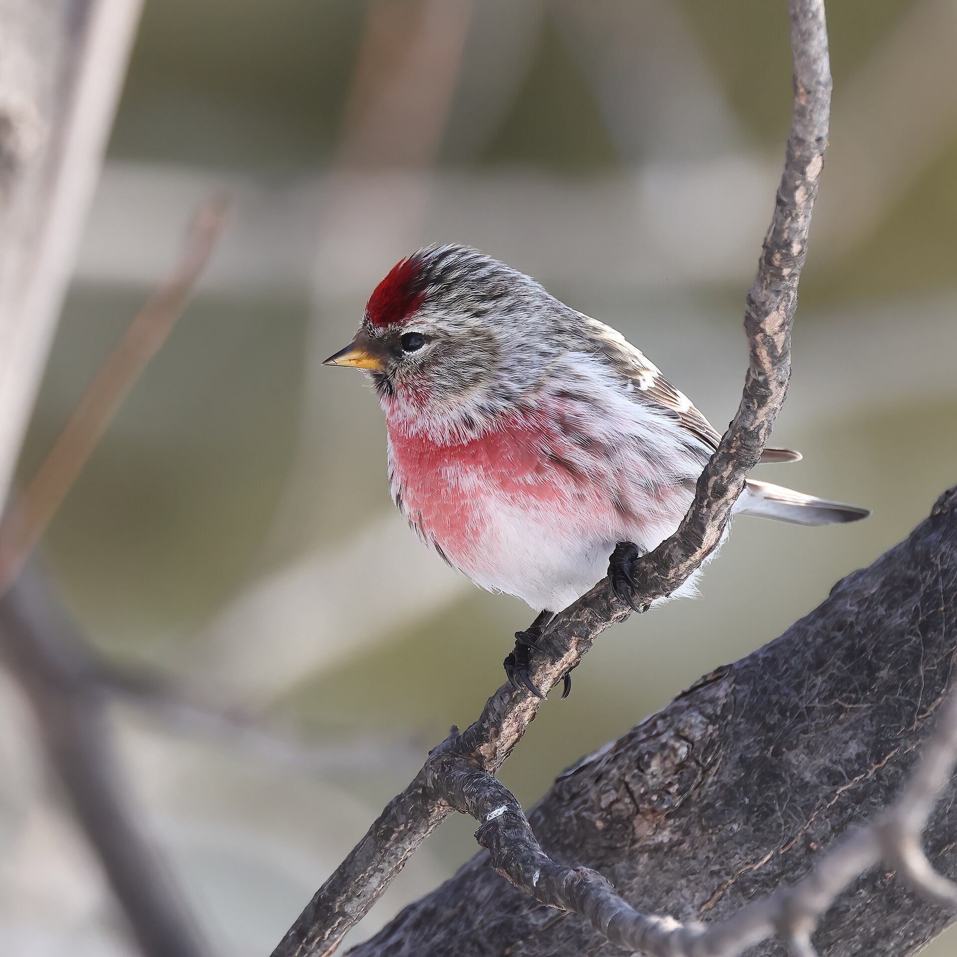 Common Redpoll